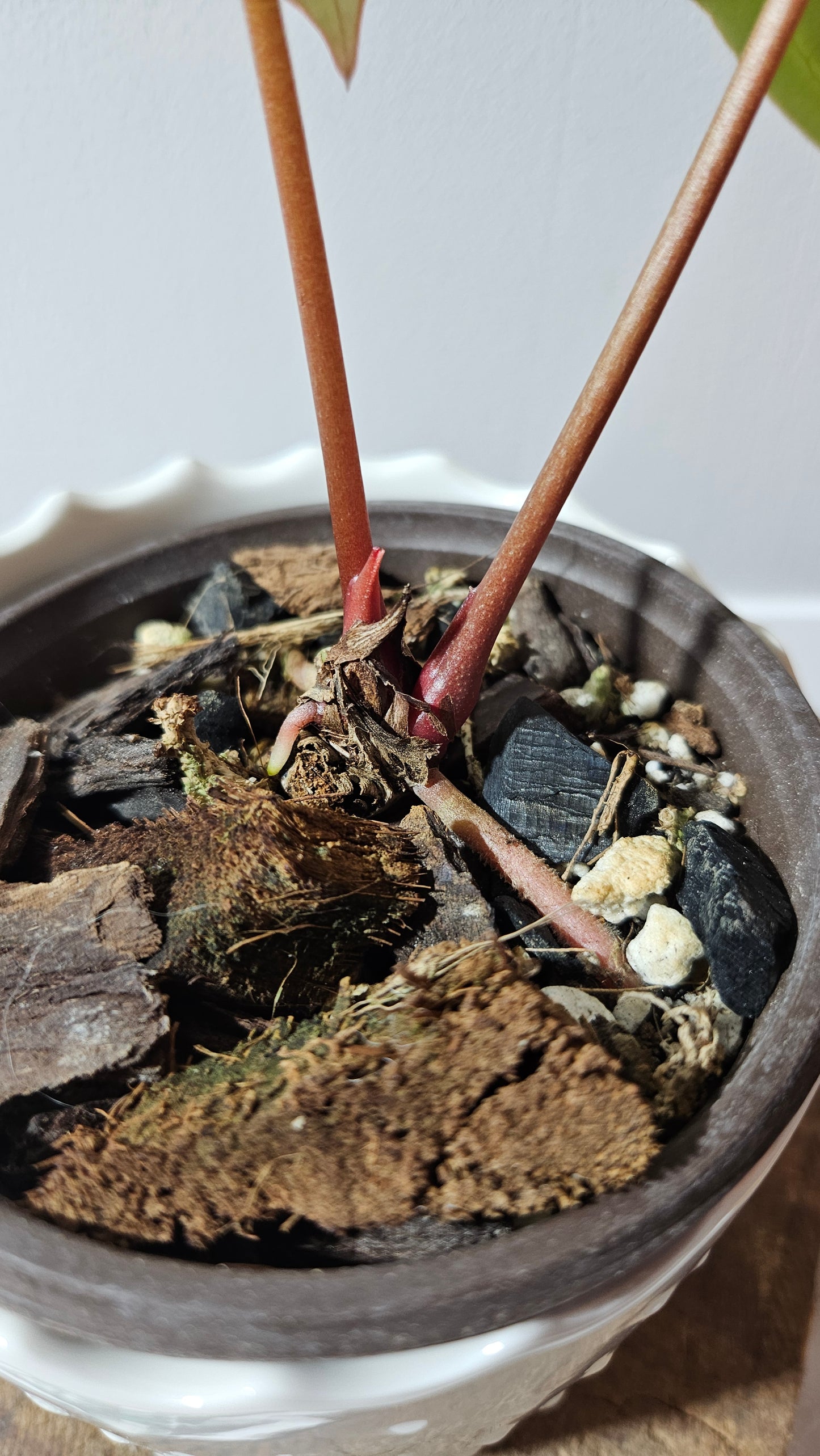 Anthurium Domino Hybrid "format PETIT" (ANT-522)