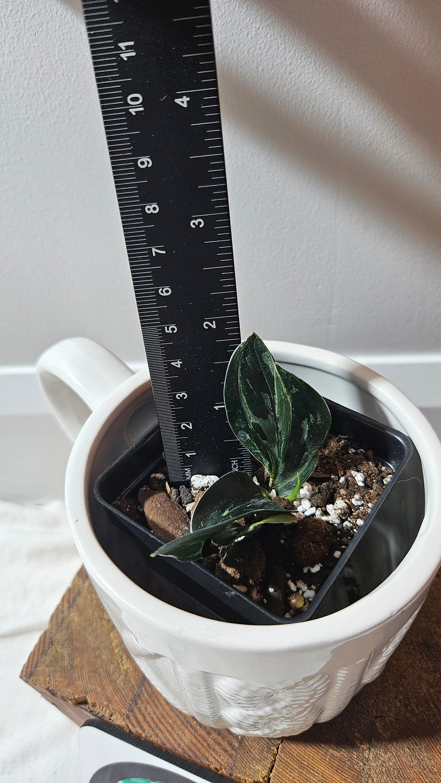 Scindapsus Treubii Dark Form silver (SCI-1196)