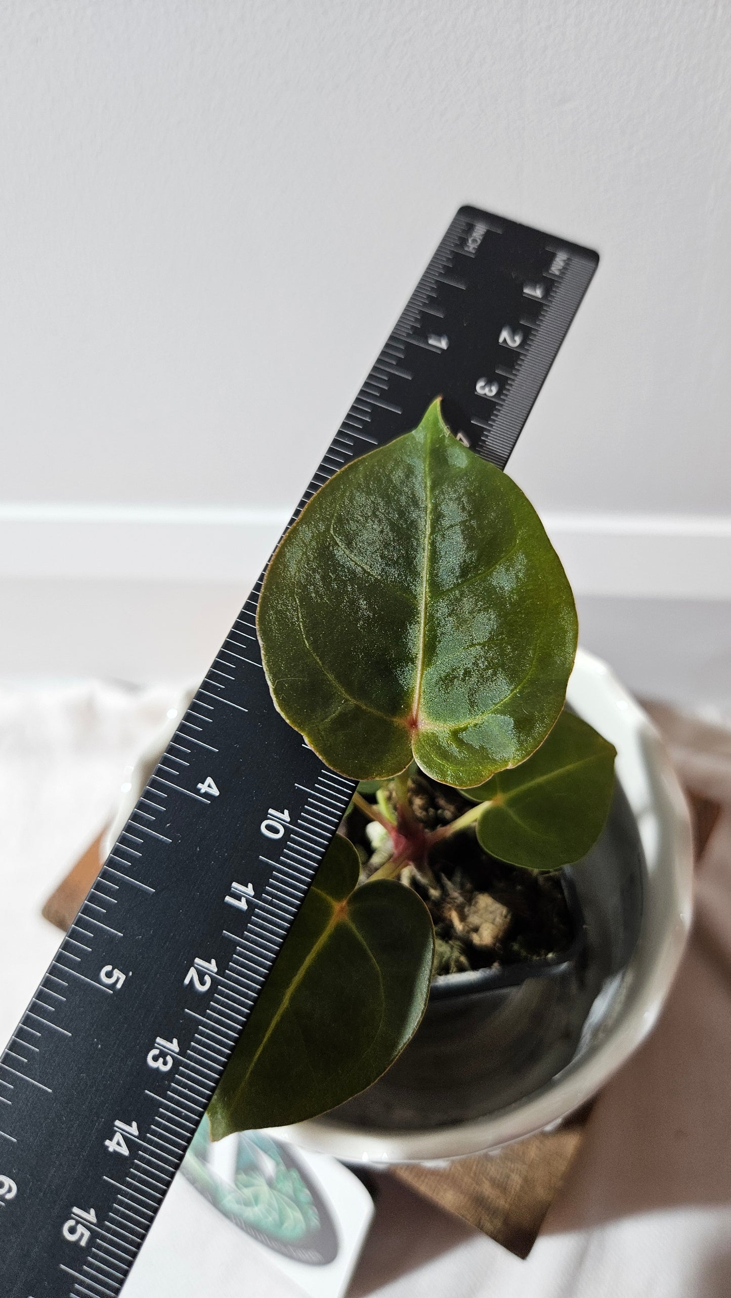 Anthurium Dressleri "format PETIT" (ANT-464)