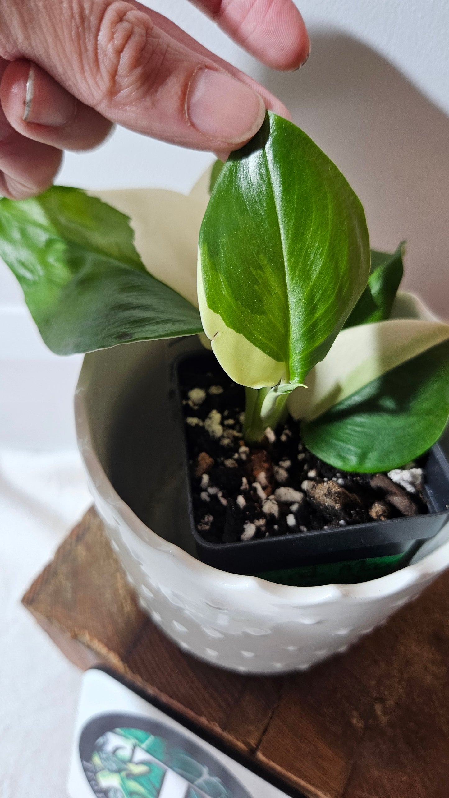 Scindapsus Moonlight Albo (SCI-975)