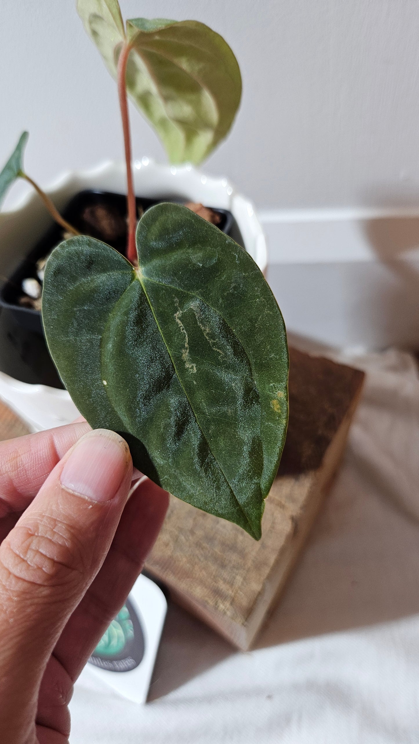 Anthurium Papillilaminum Black (d'équateur) "format PETIT" (ANT-506)