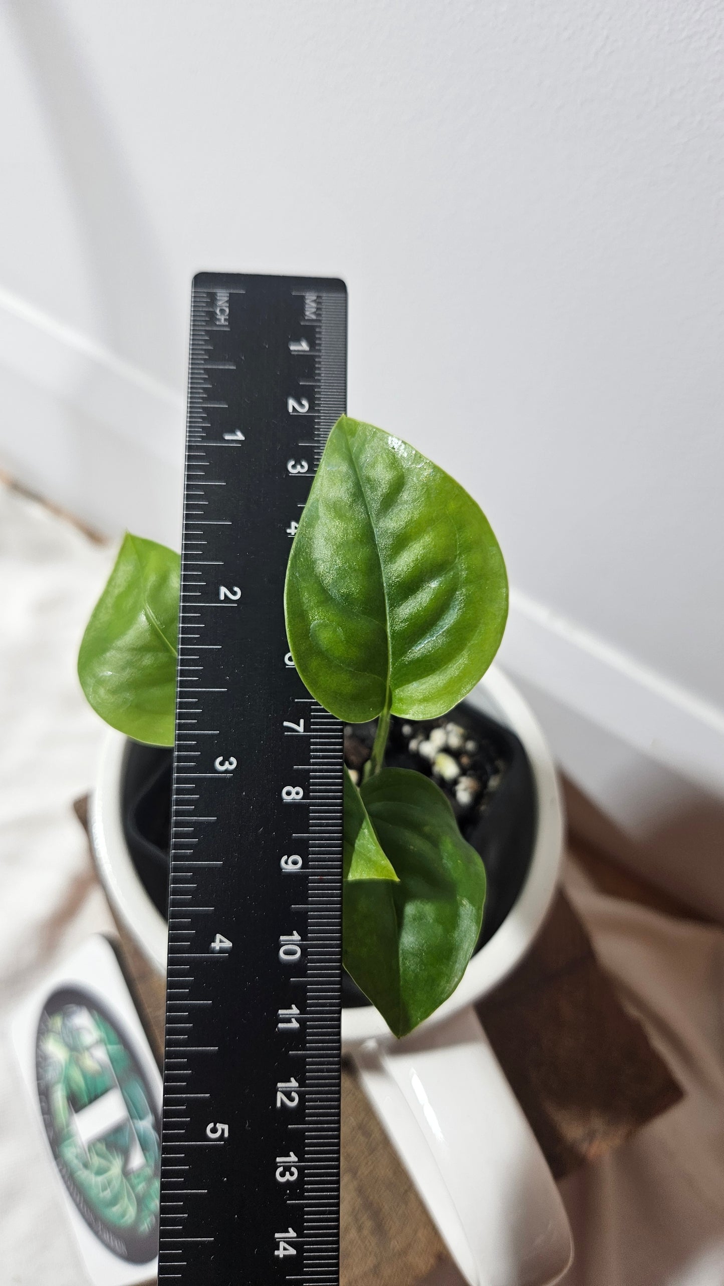 Monstera Obliqua Aff Limon (MON-311)