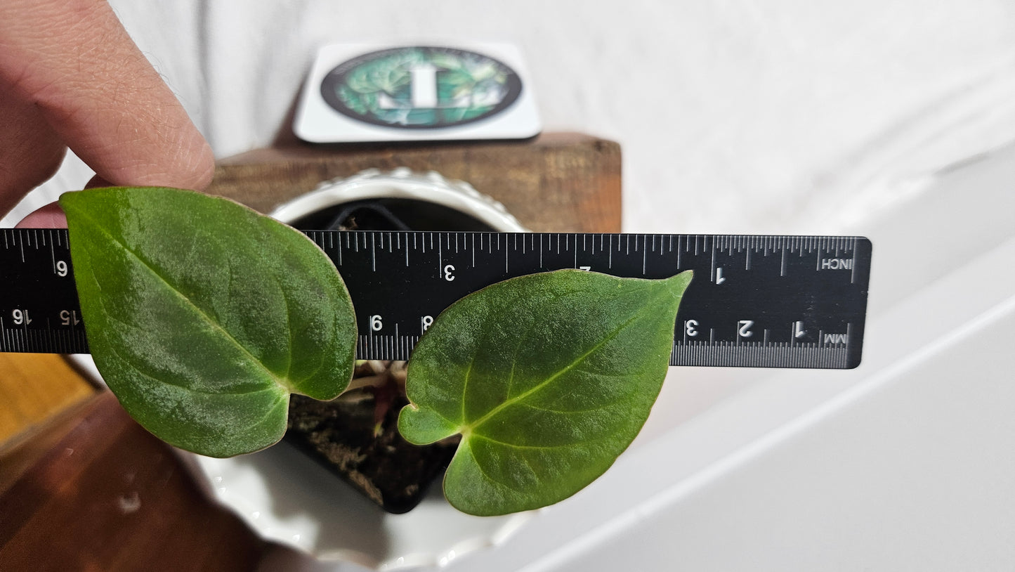 Anthurium BVIT "format MOYEN" (ANT-120)