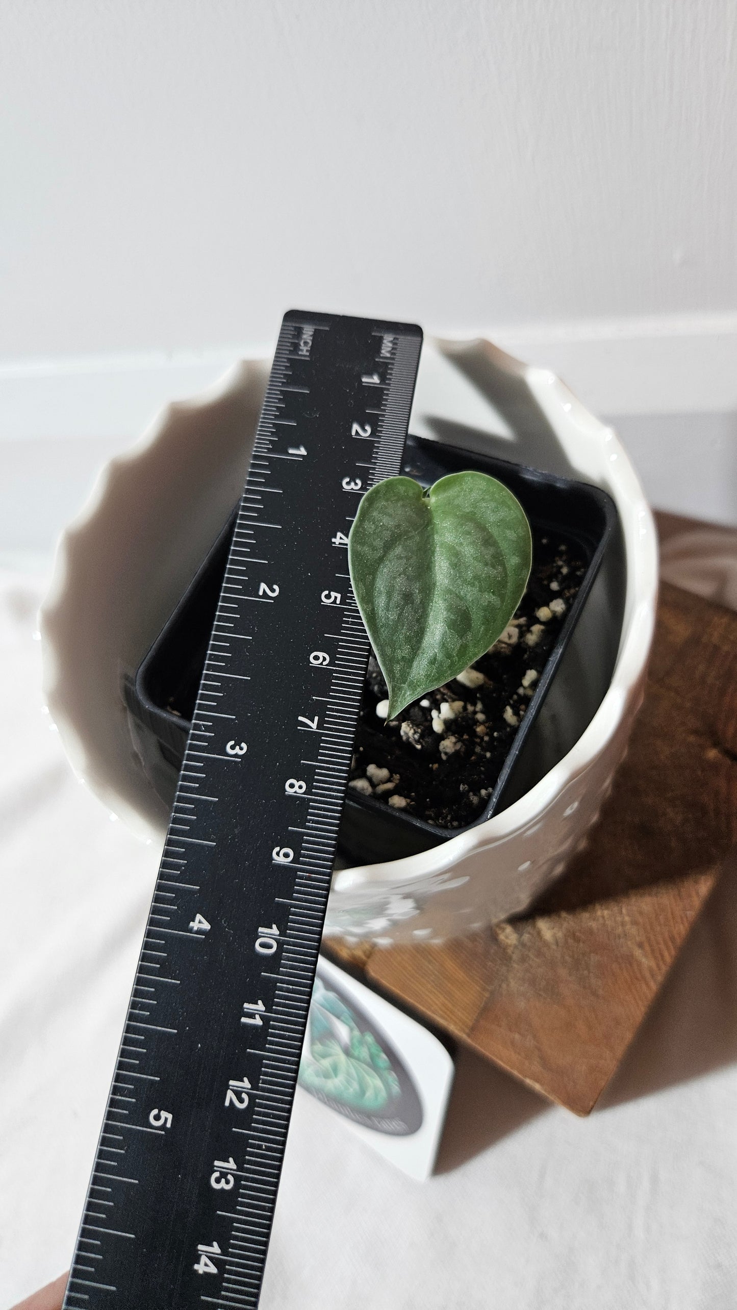 Scindapsus Dark Splash Bornéo (SCI-1036)