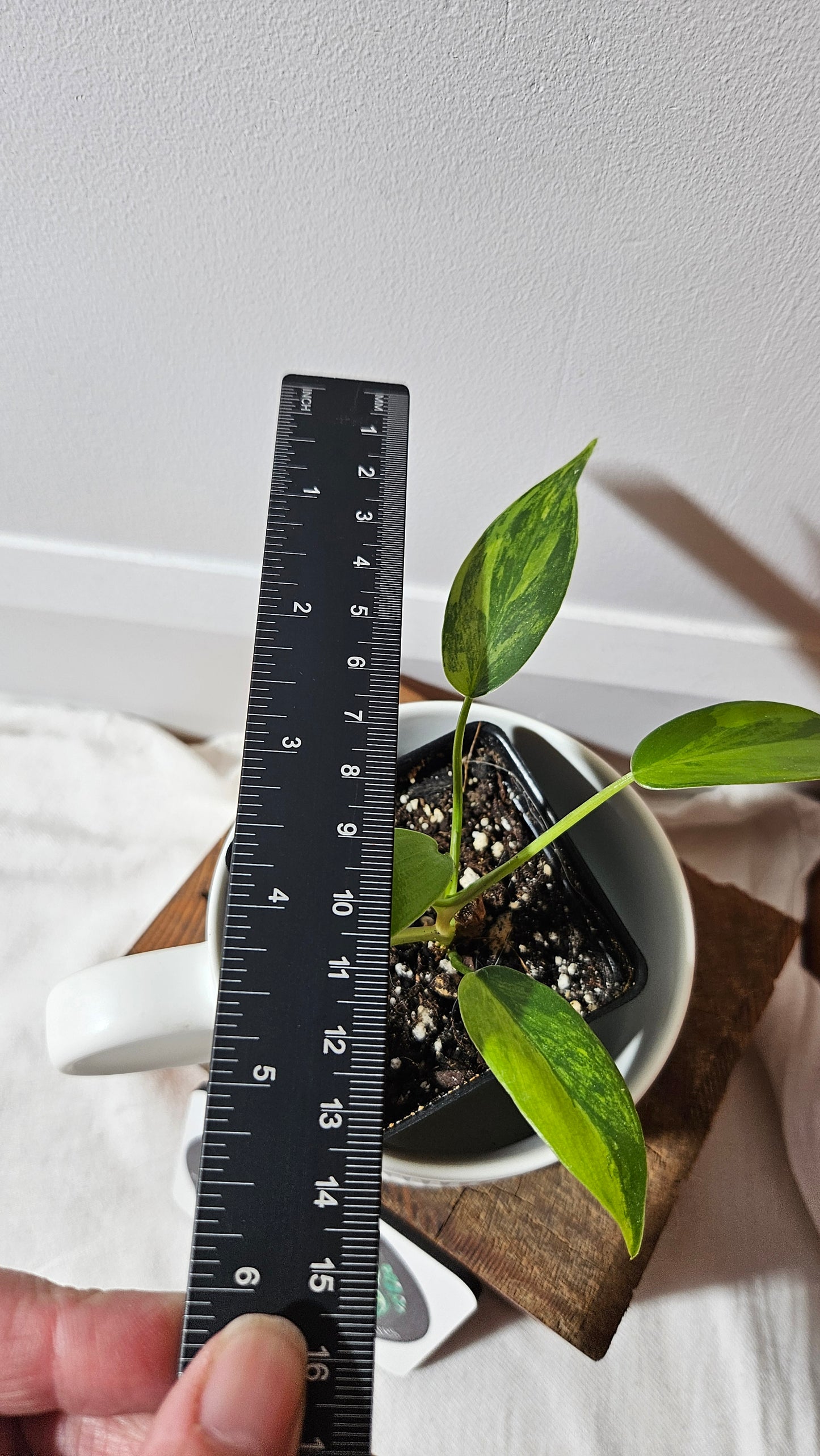 Philodendron Florida Beauty (PHI-940)