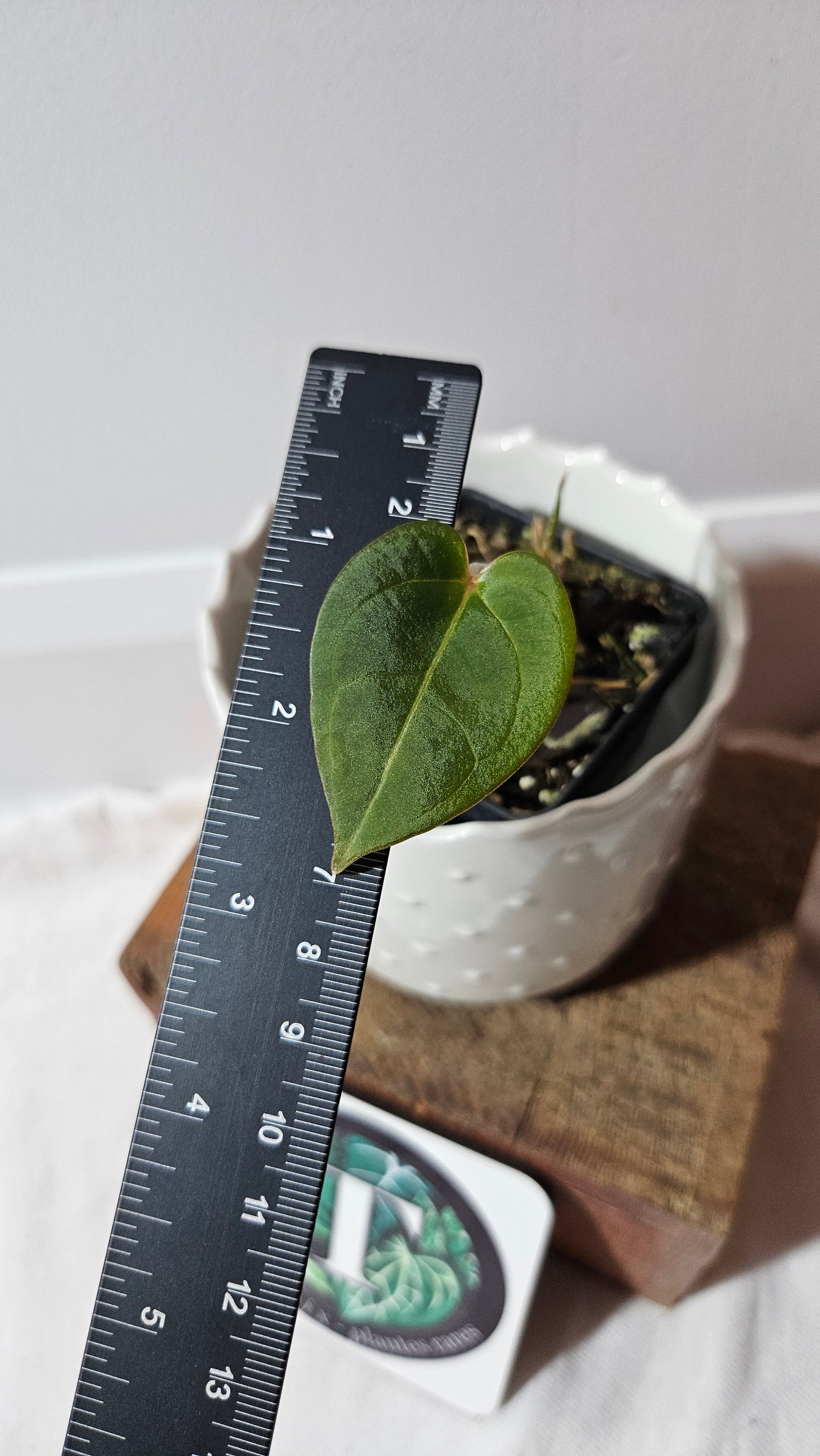 Anthurium Hoffmanii Red Dot (ANT-470)