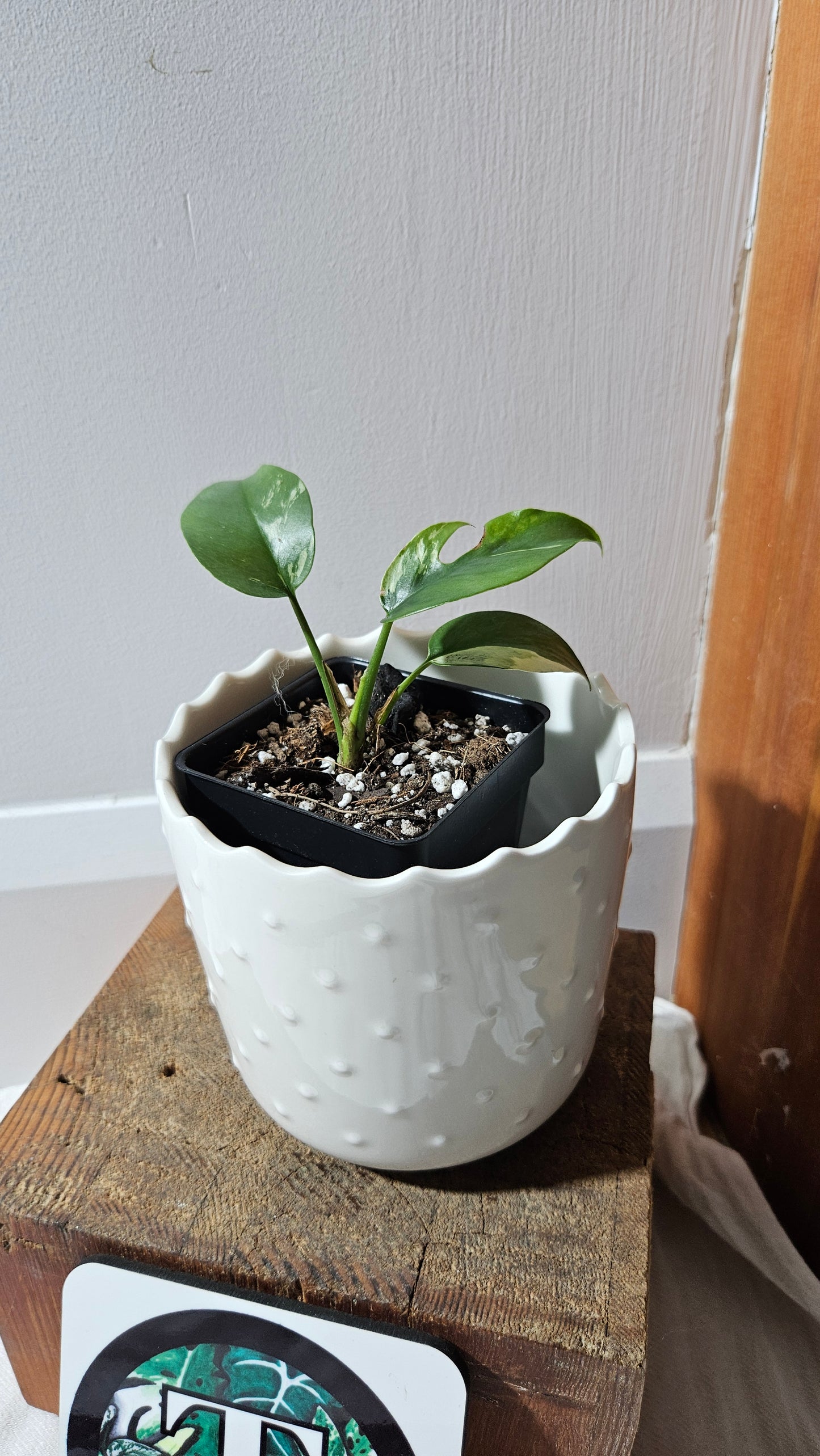 Rhaphidophora Tetrasperma Variegata (AUT-079)
