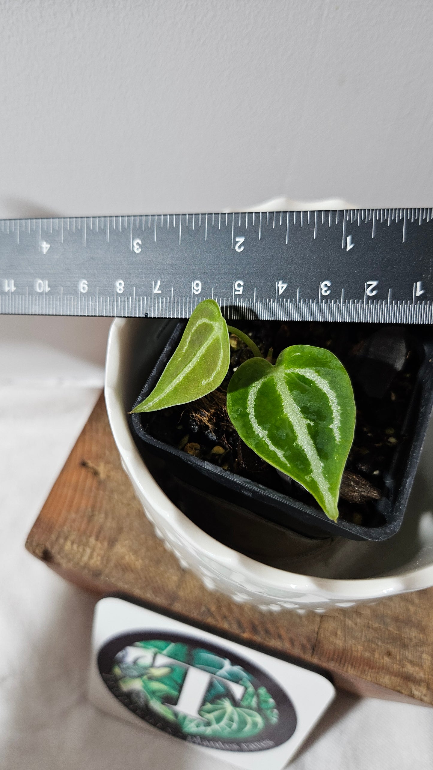 Anthurium Forgetii X Crystallinum Silver Special "format SEEDLING" (ANT-175)