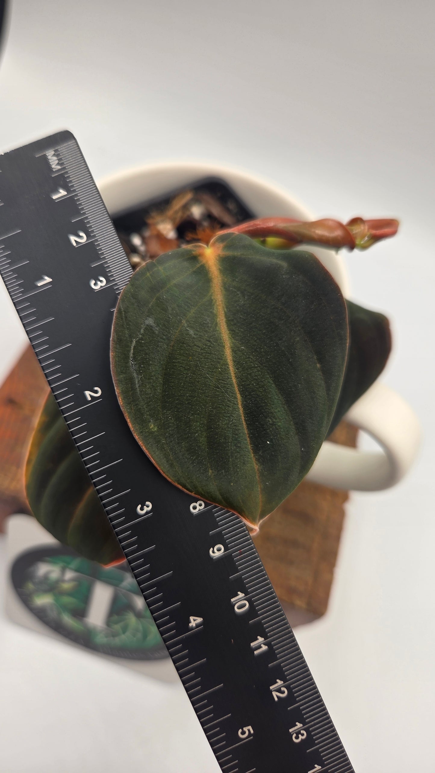 Philodendron Gigas (PHI-1055)