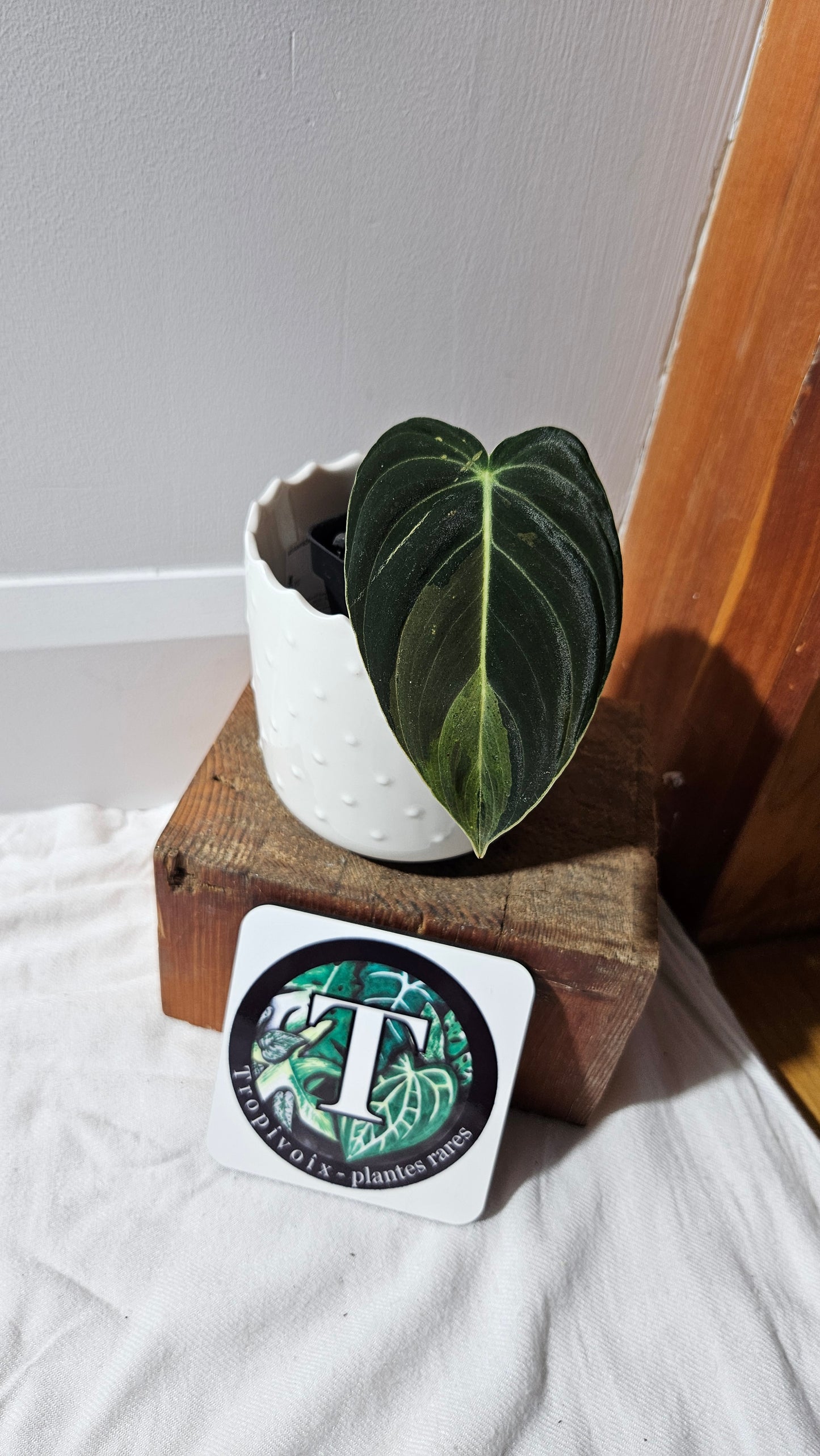 Philodendron Melanochrysum Variegata (PHI-869)