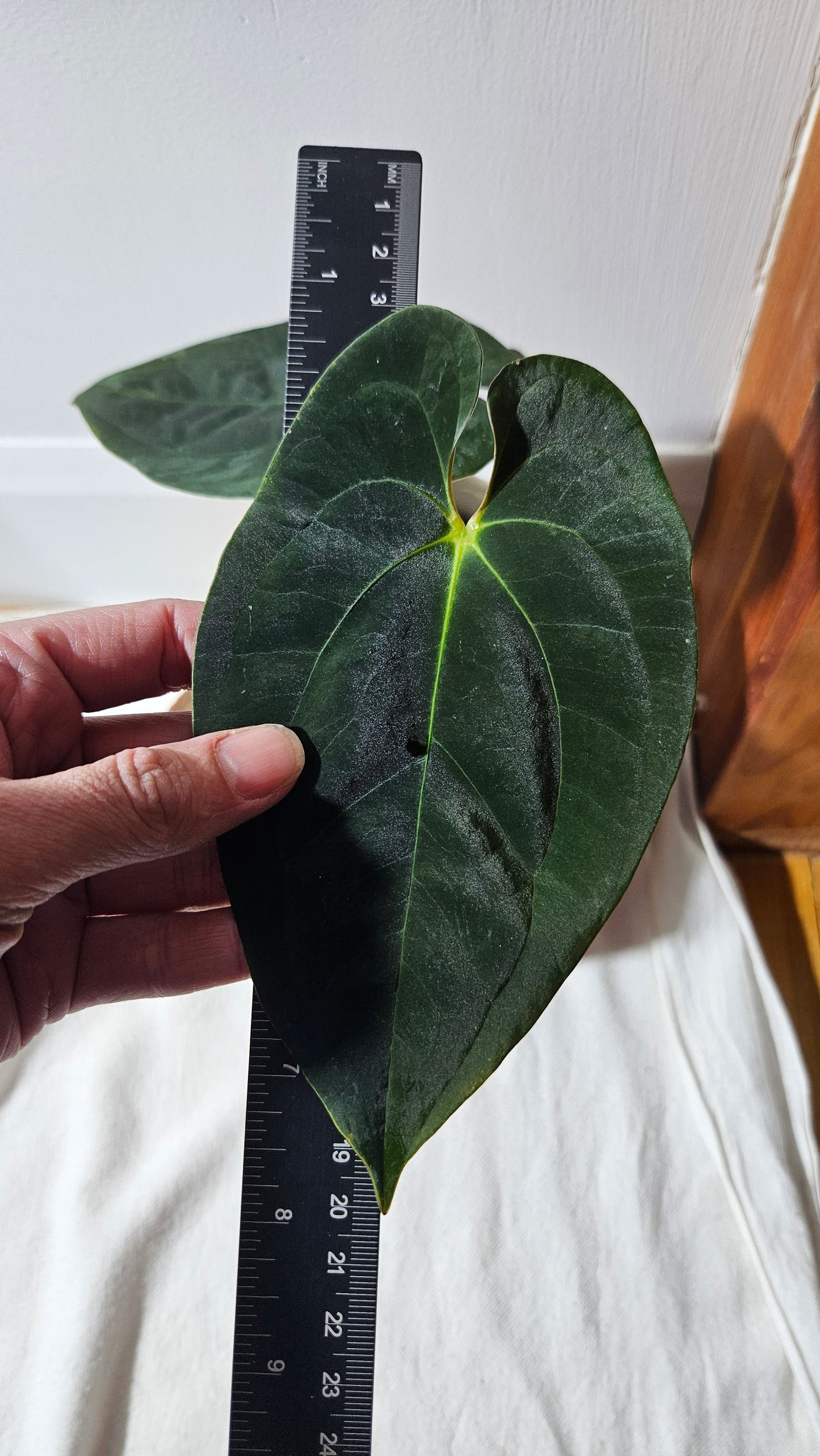 Anthurium Papillilaminum (d'équateur) "format MOYEN" (ANT-329)