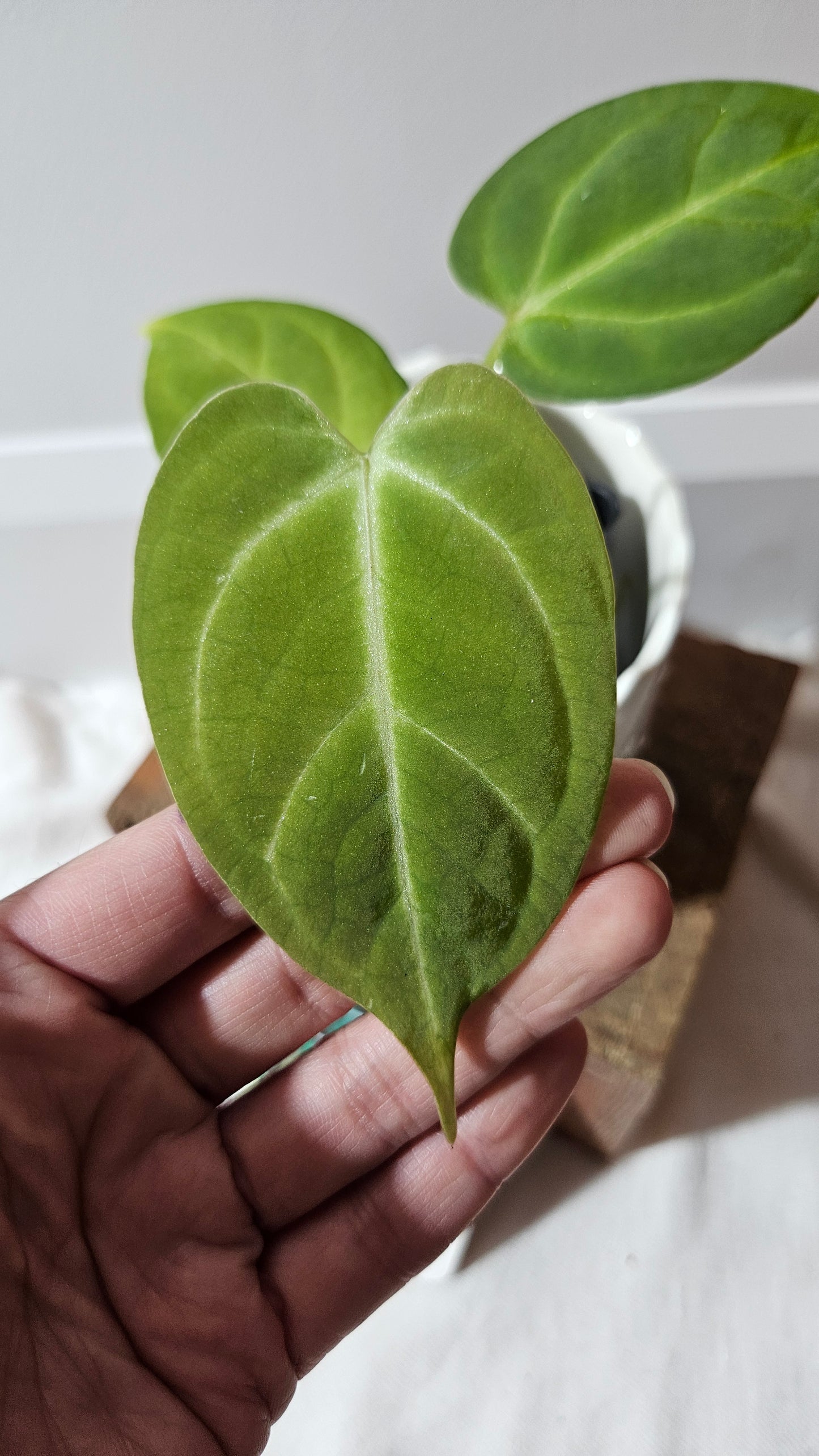 Anthurium Dorayaki Silver Hybrid "format PETIT"( ANT-531)