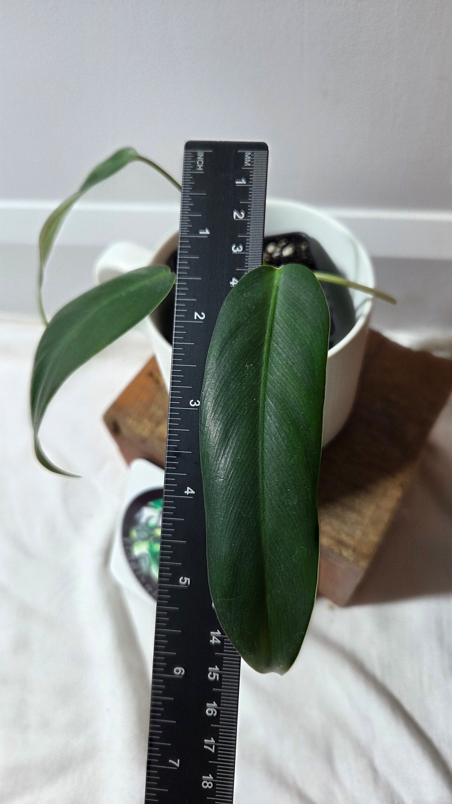 Philodendron Amazon Spirit (Patriciae X Spiritus Sancti) (PHI-978)