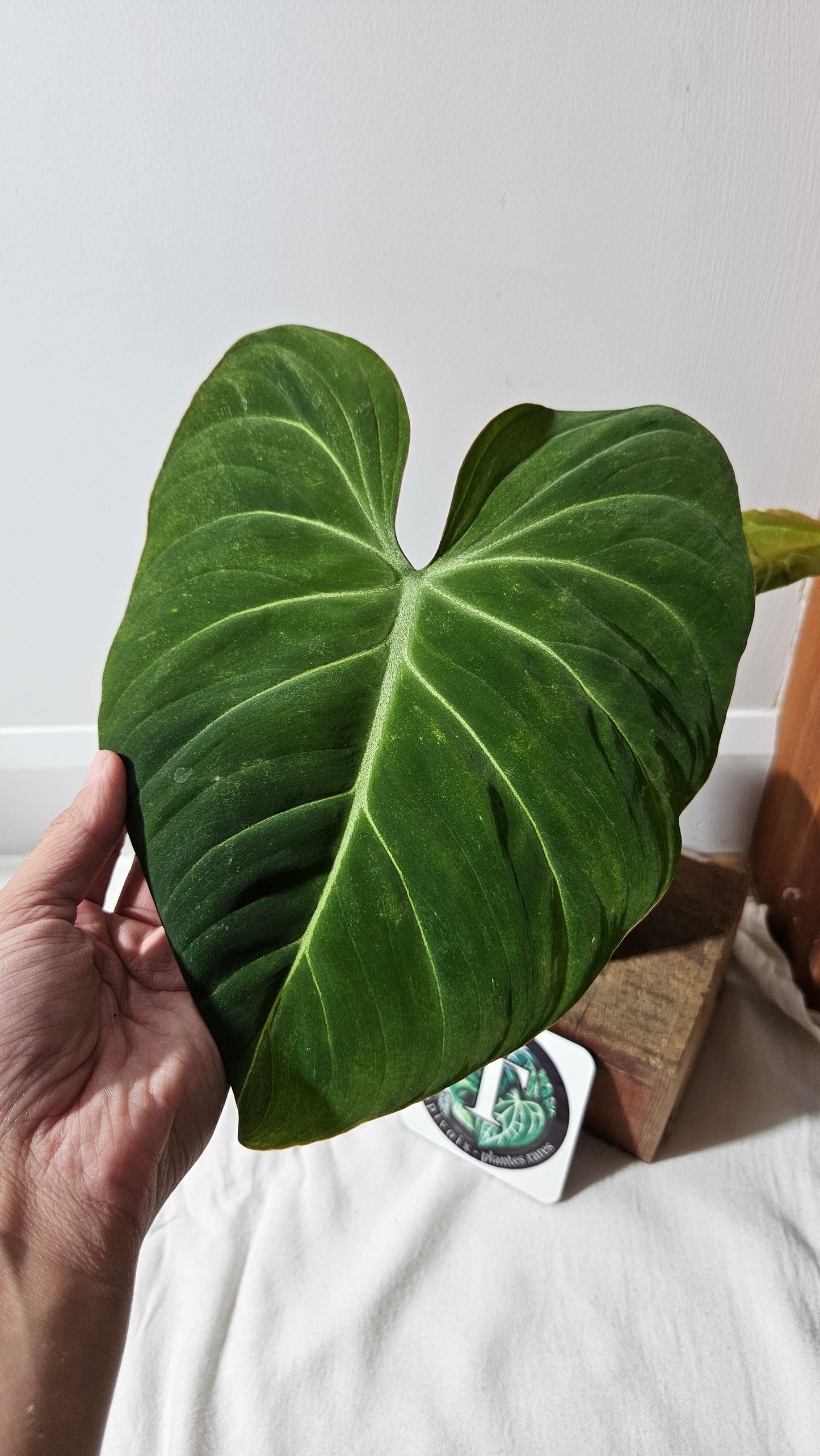 Philodendron Gloriosum (PHI-924)