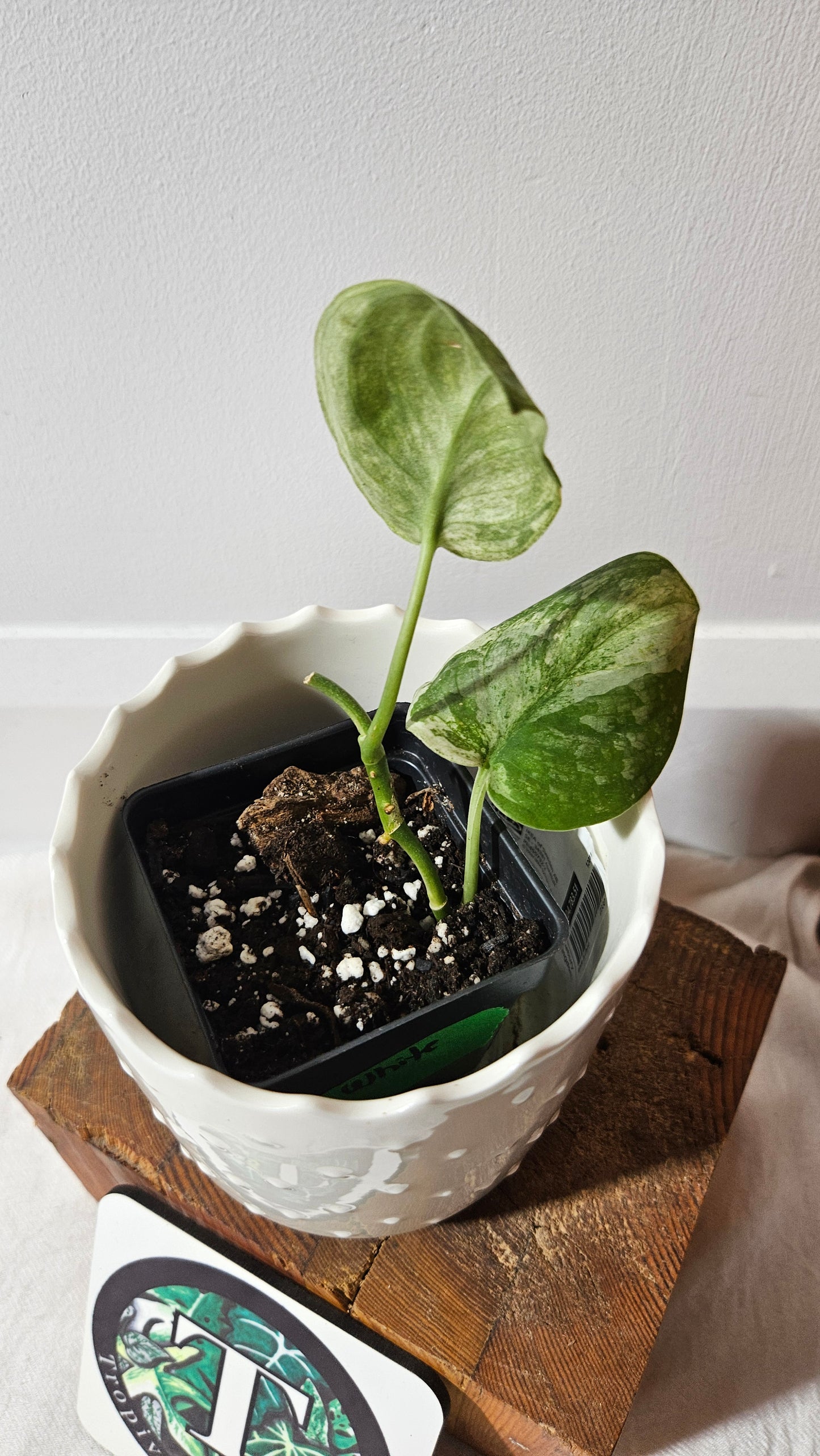 Scindapsus Black Dragon white (SCI-1008)