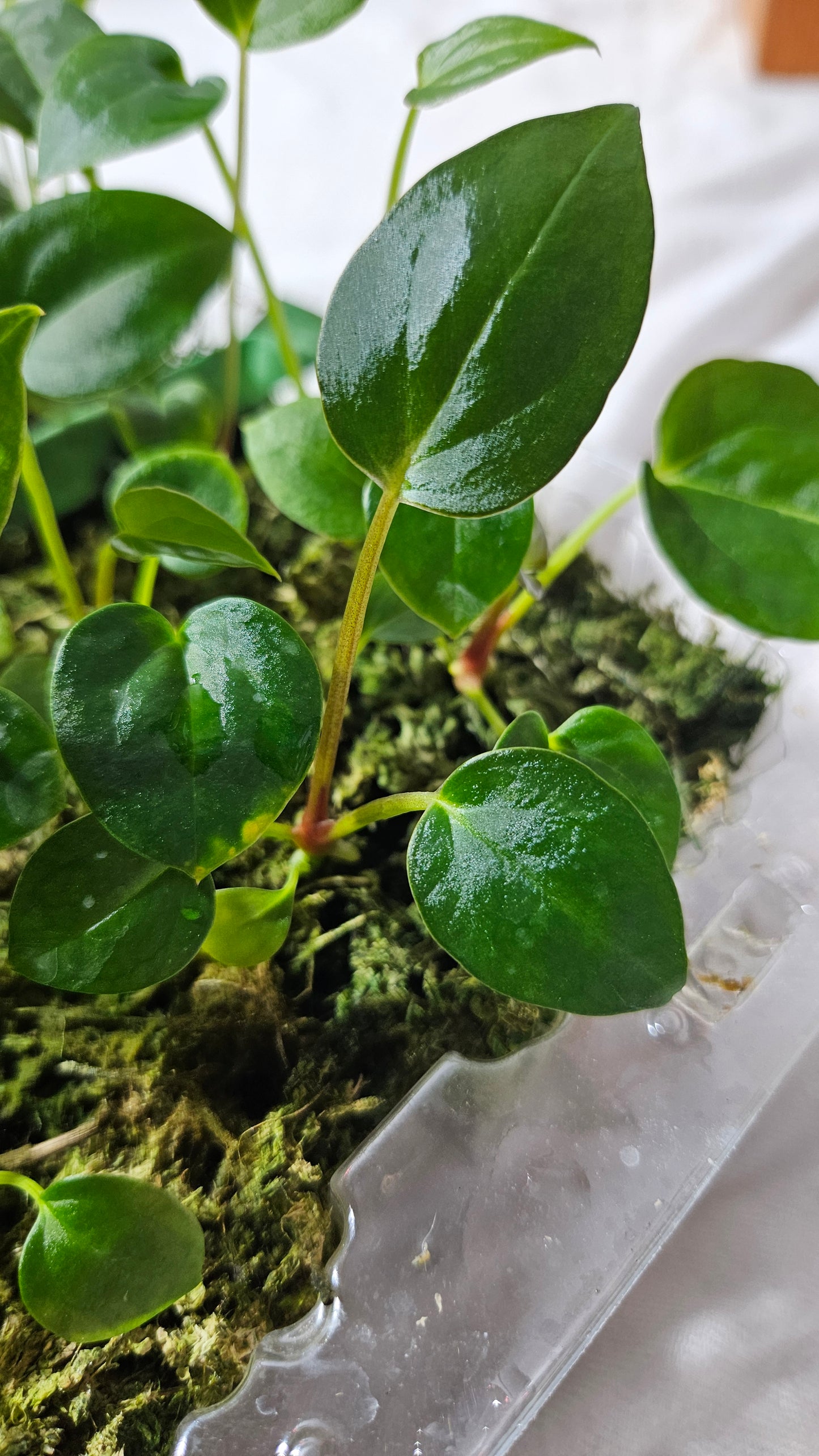 Anthurium Papillilaminum X Chamberlaini "format SEEDLING"