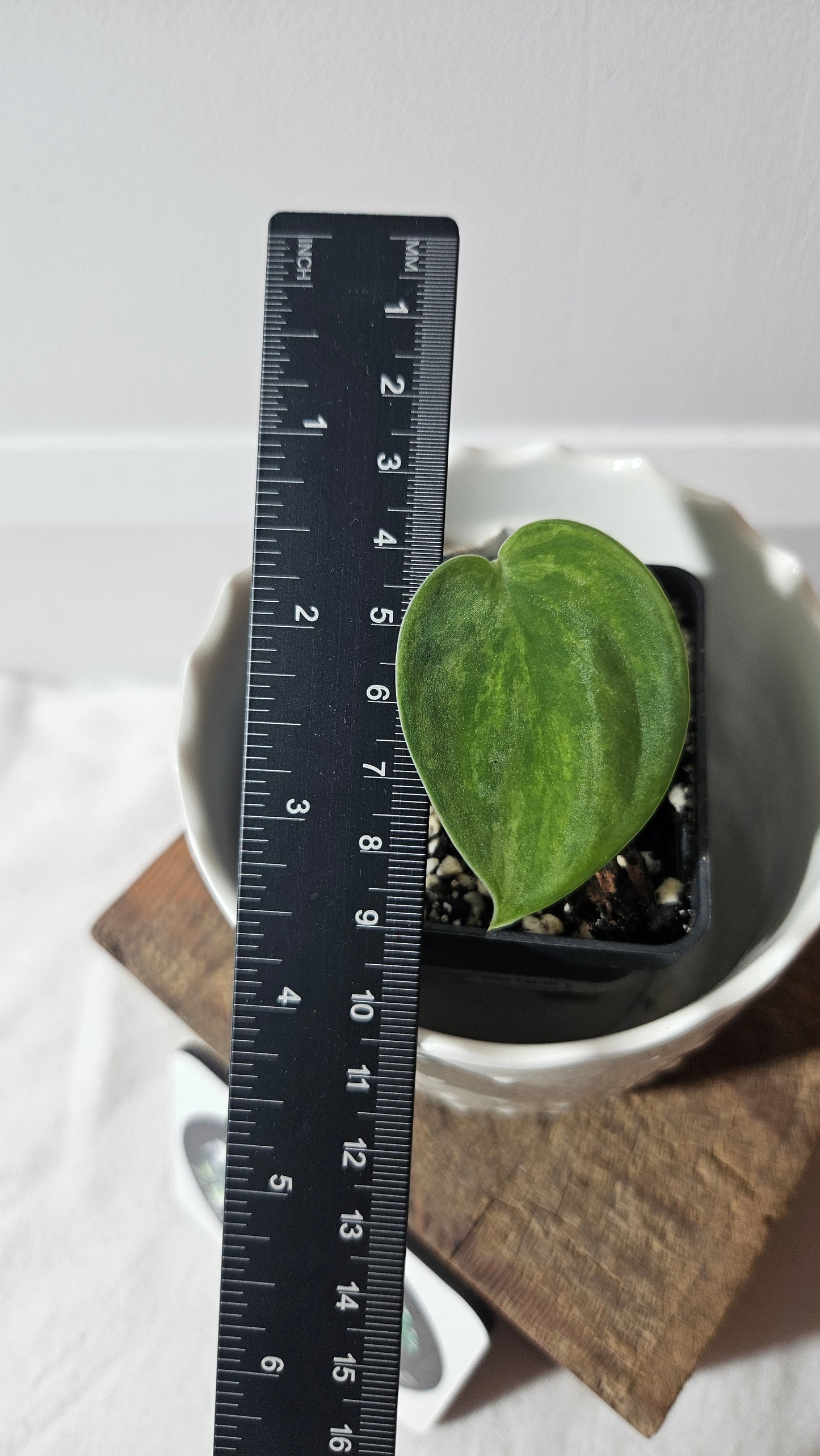 Scindapsus Green Emerald (SCI-945)