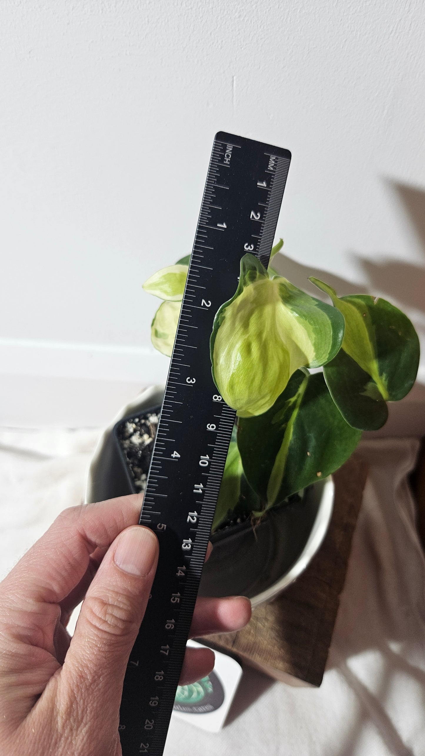 Philodendron Hederaceum Cream Splash (PHI-730)