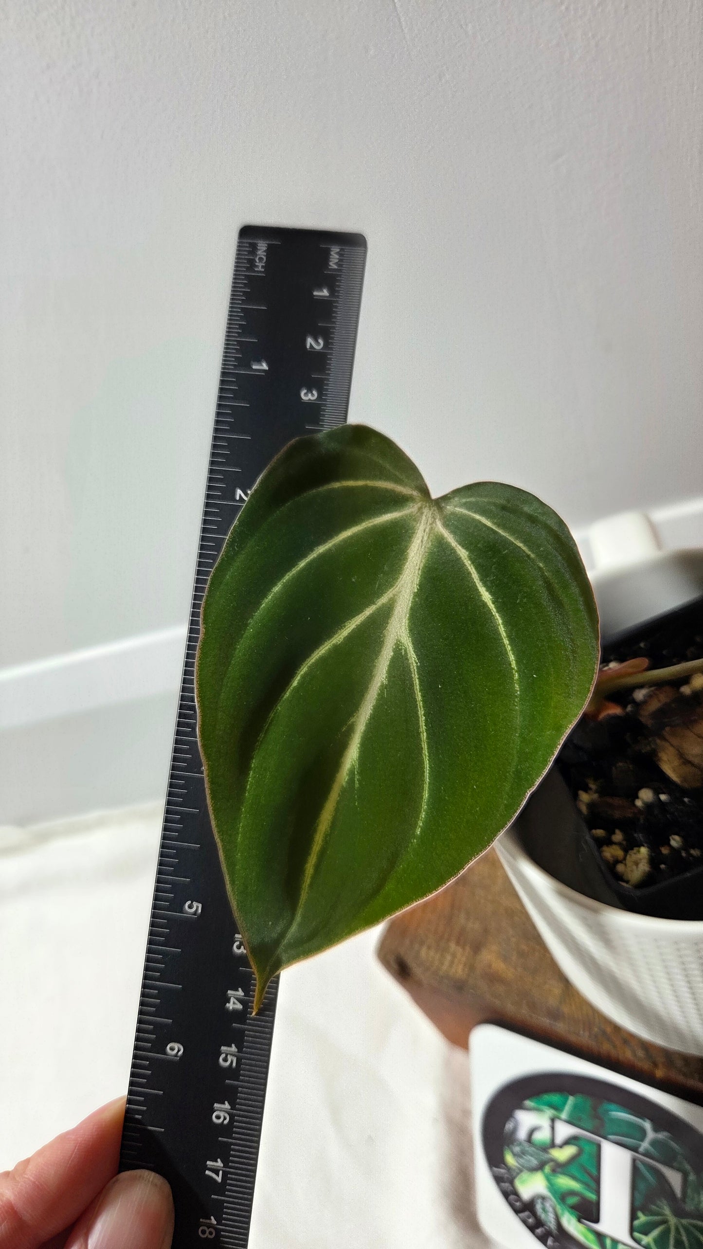 Philodendron Gloriosum Pink (PHI-998)