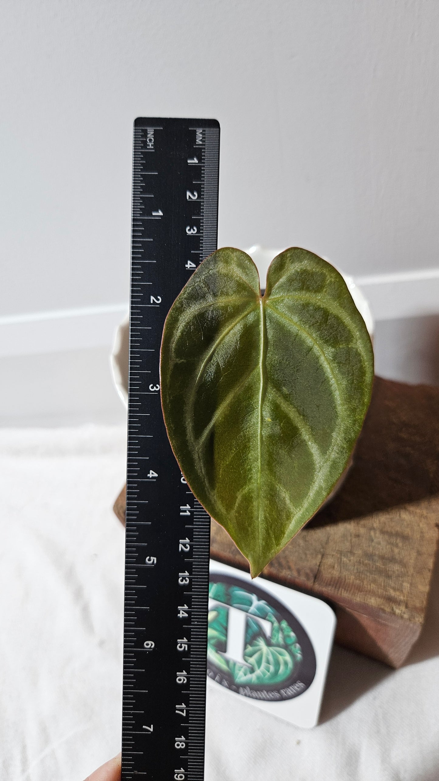 Anthurium Magnificum Radiante "format PETIT"(ANT-559)