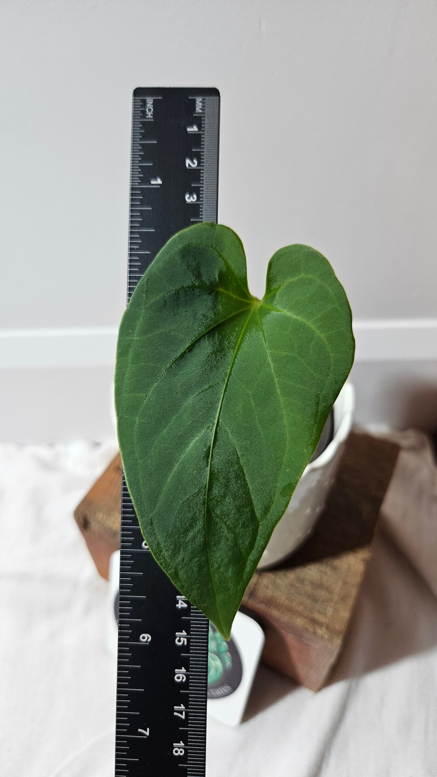 Anthurium Tiwintza Aff Velvet "format MOYEN" (ANT-190)