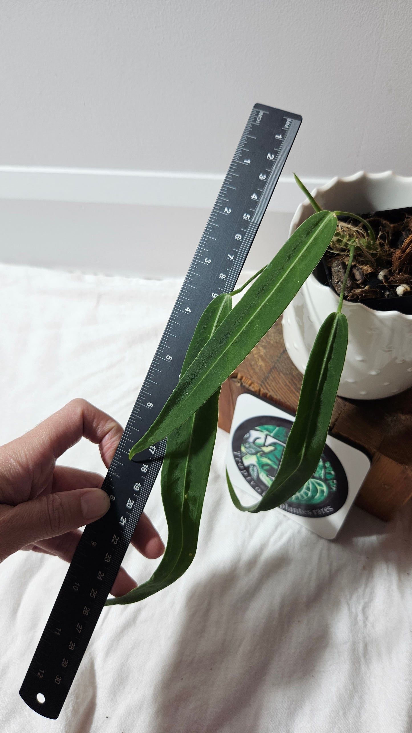 Anthurium Pallidiflorum "format PETIT/MOYEN"(ANT-599)