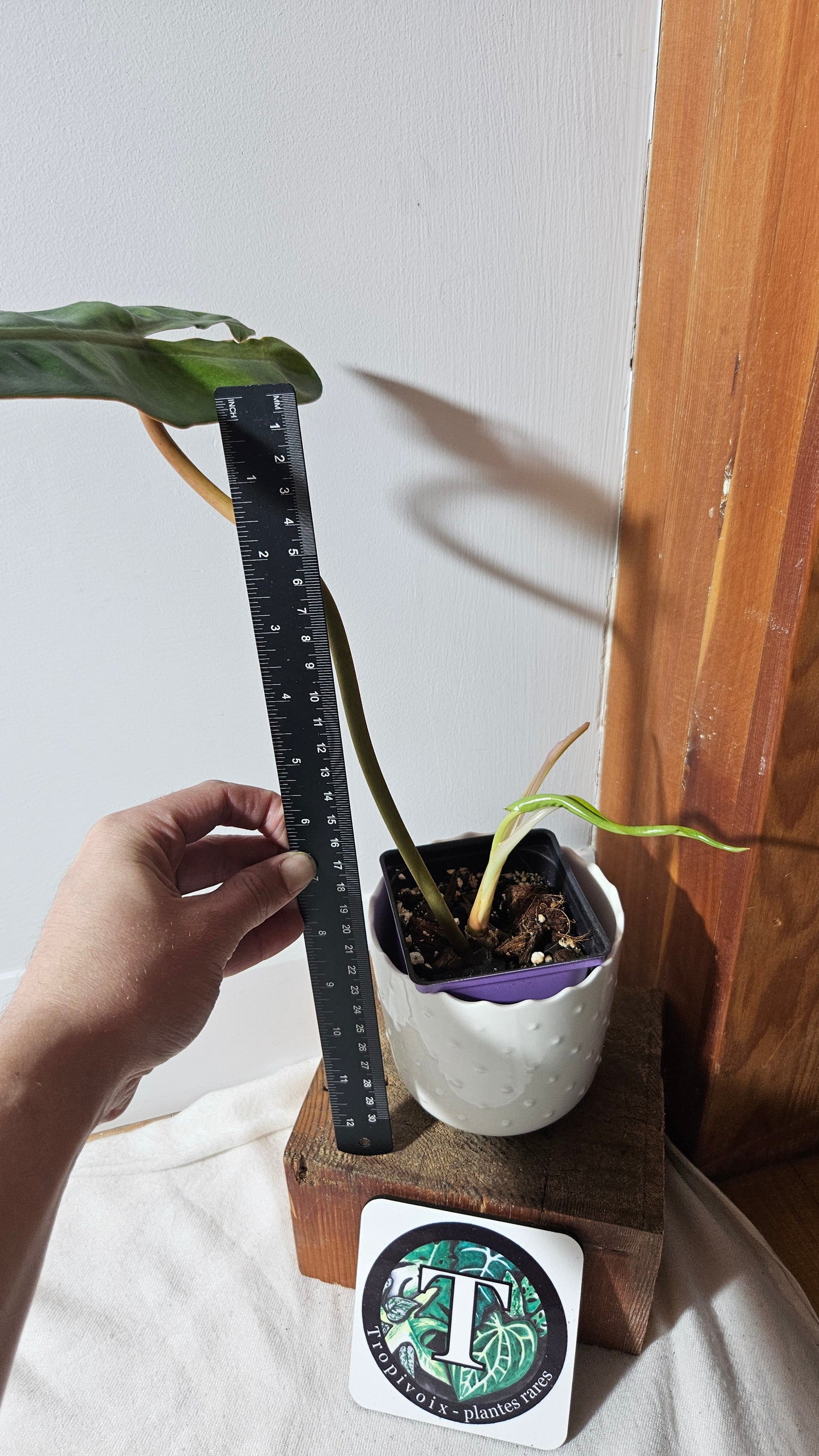 Philodendron Billietiae (PHI-403)