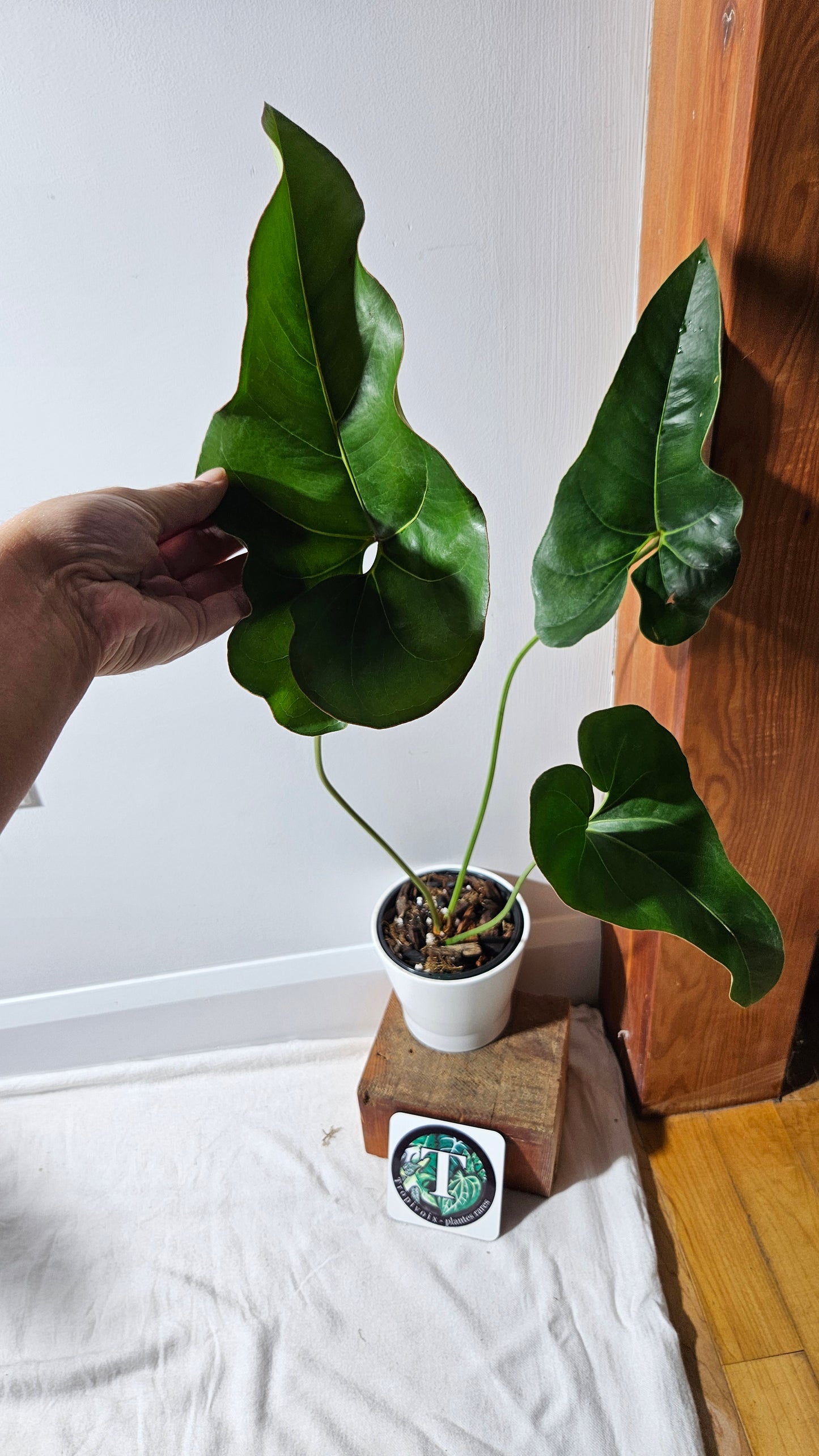Anthurium Brownii/Corong "format LARGE" (ANT-553)