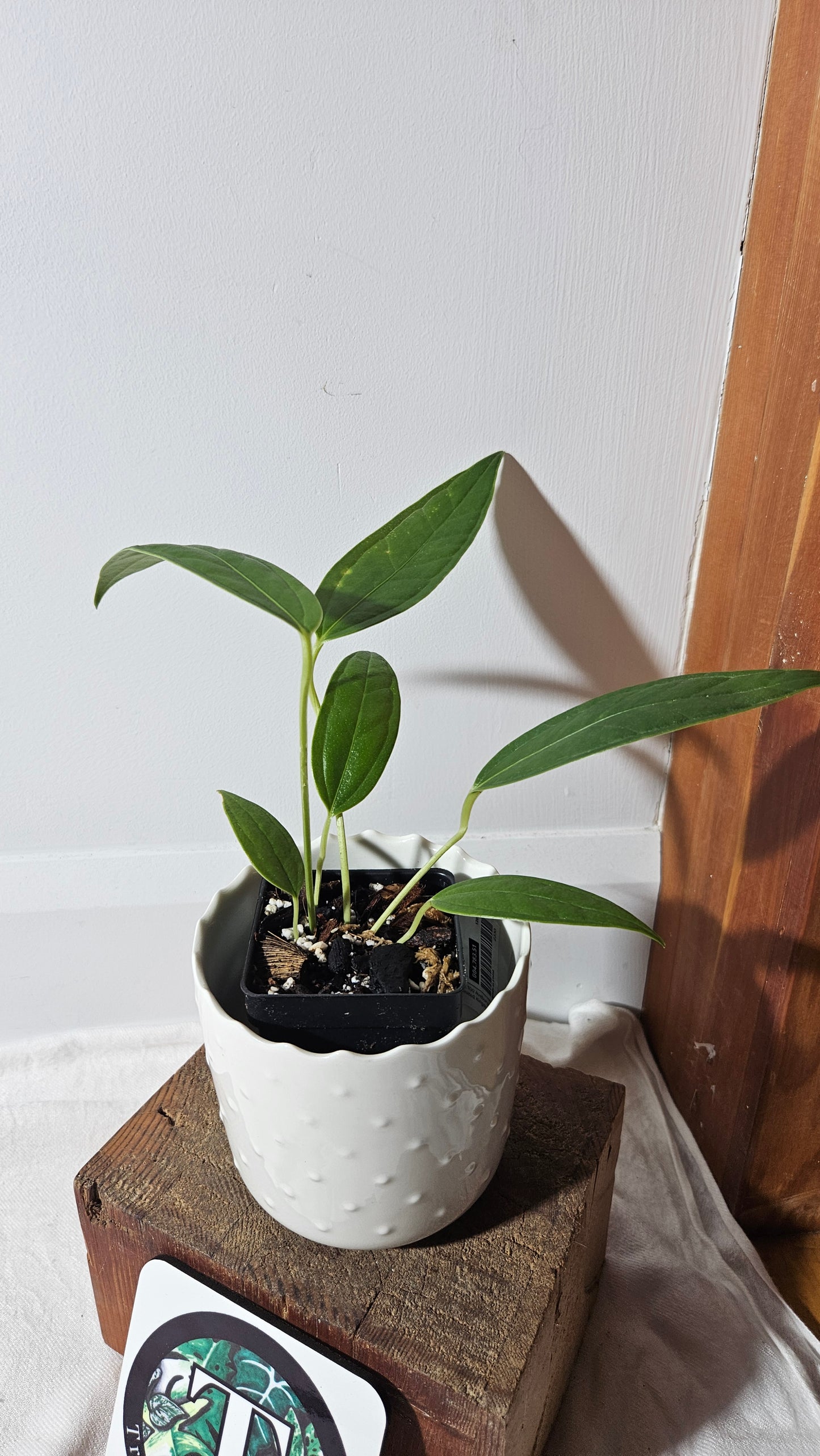 Anthurium Macphersonii "format MOYEN" (ANT-407)