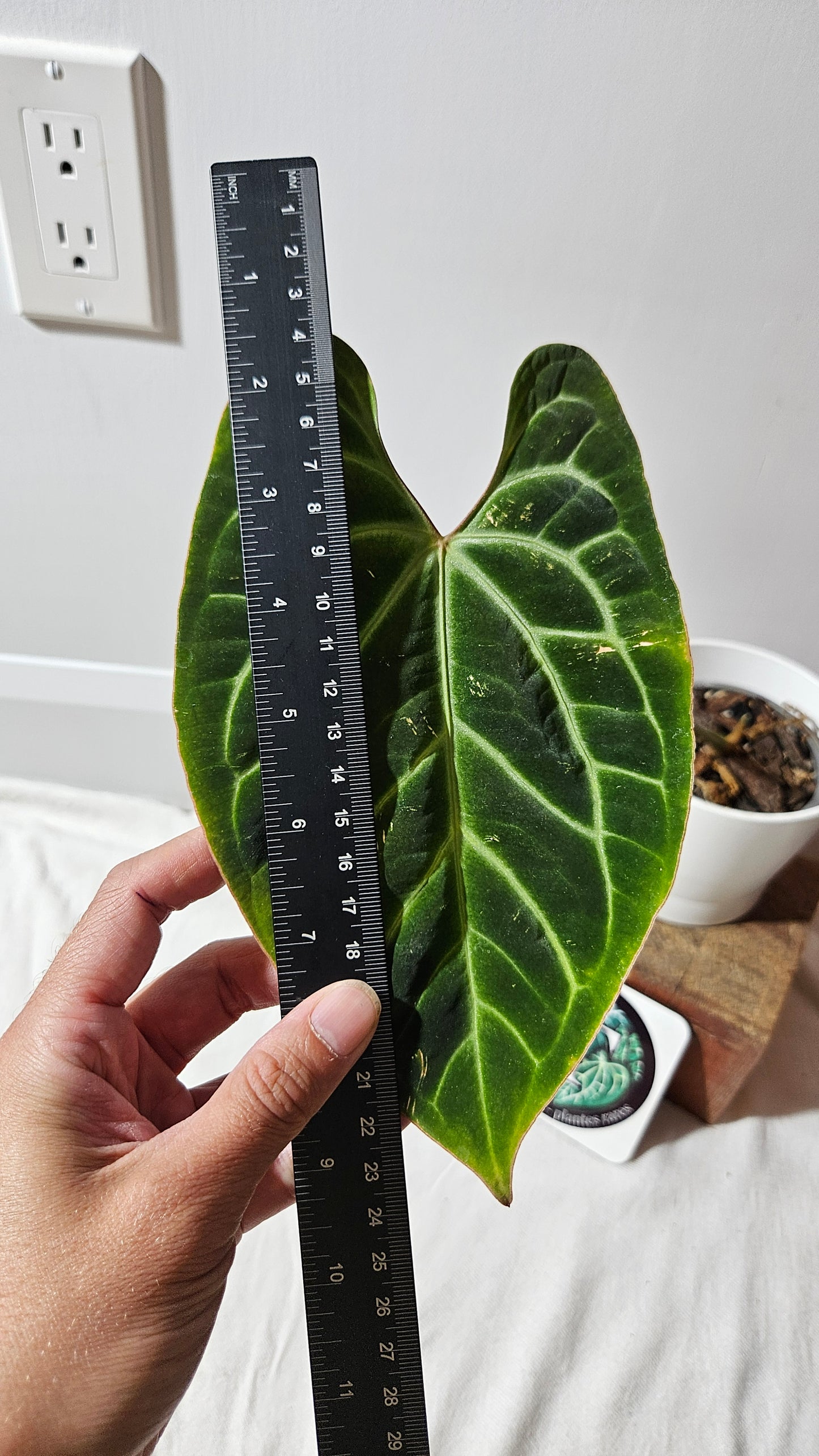 Anthurium Besseae Aff Spider Web "Format MOYEN/LARGE" (ANT-529)