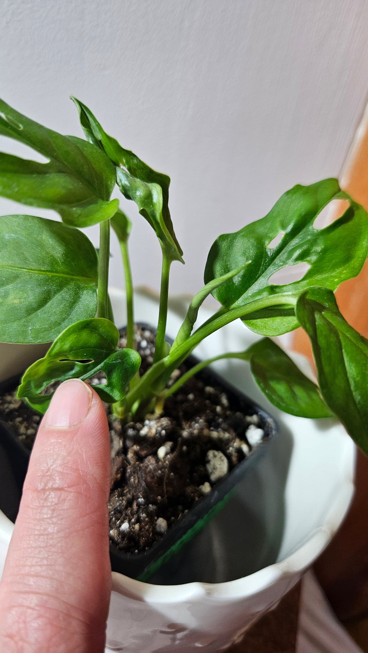 Monstera Obliqua Aff Cenepa (MON-290)