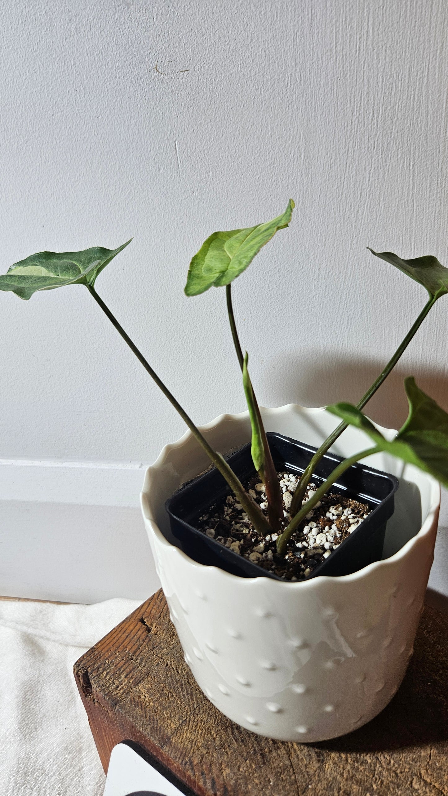 Syngonium Three kings (SYN-417)