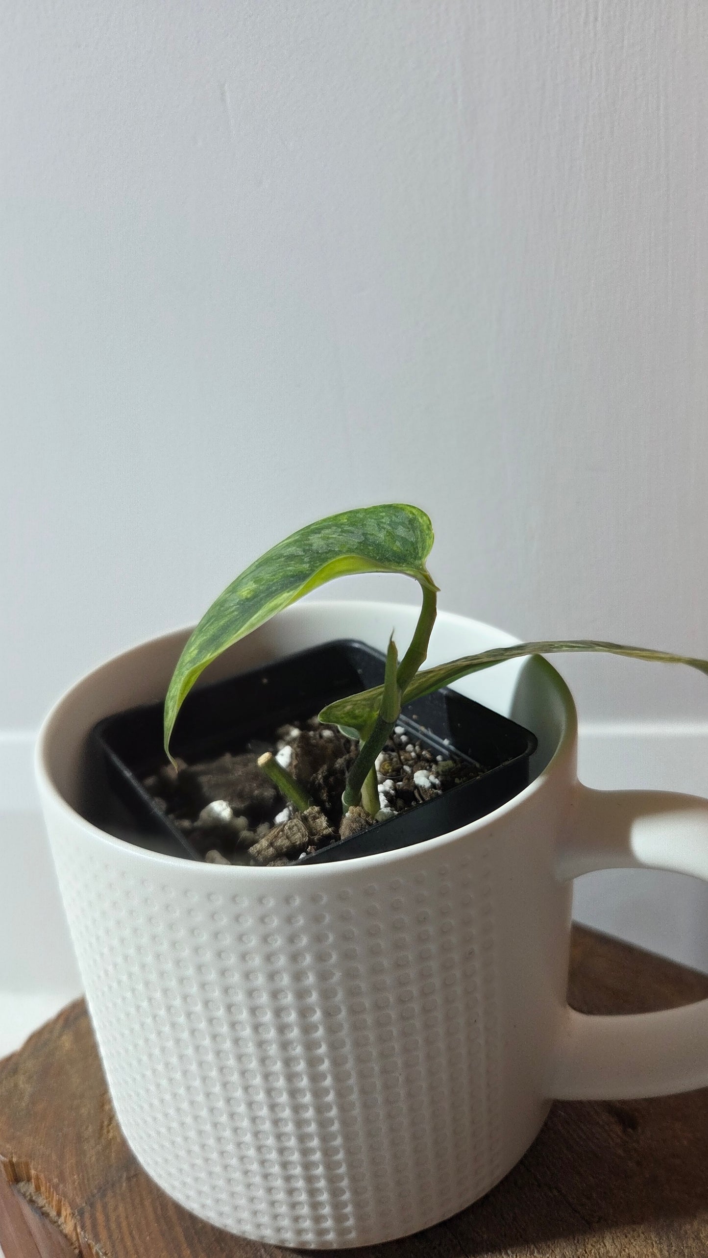 Scindapsus Rajatapura Aurea (SCI-1379)