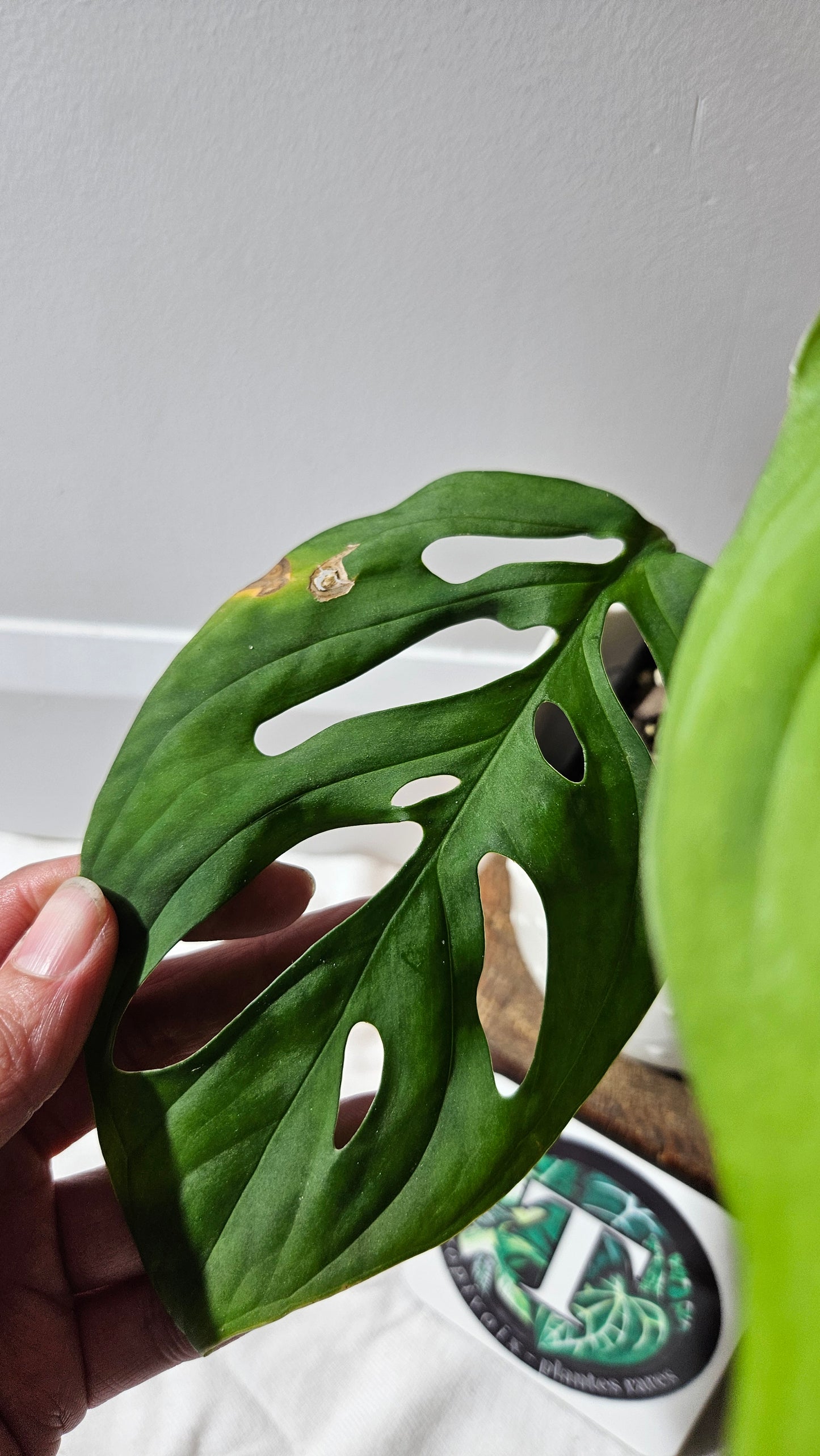 Monstera Esqueletto (MON-462)