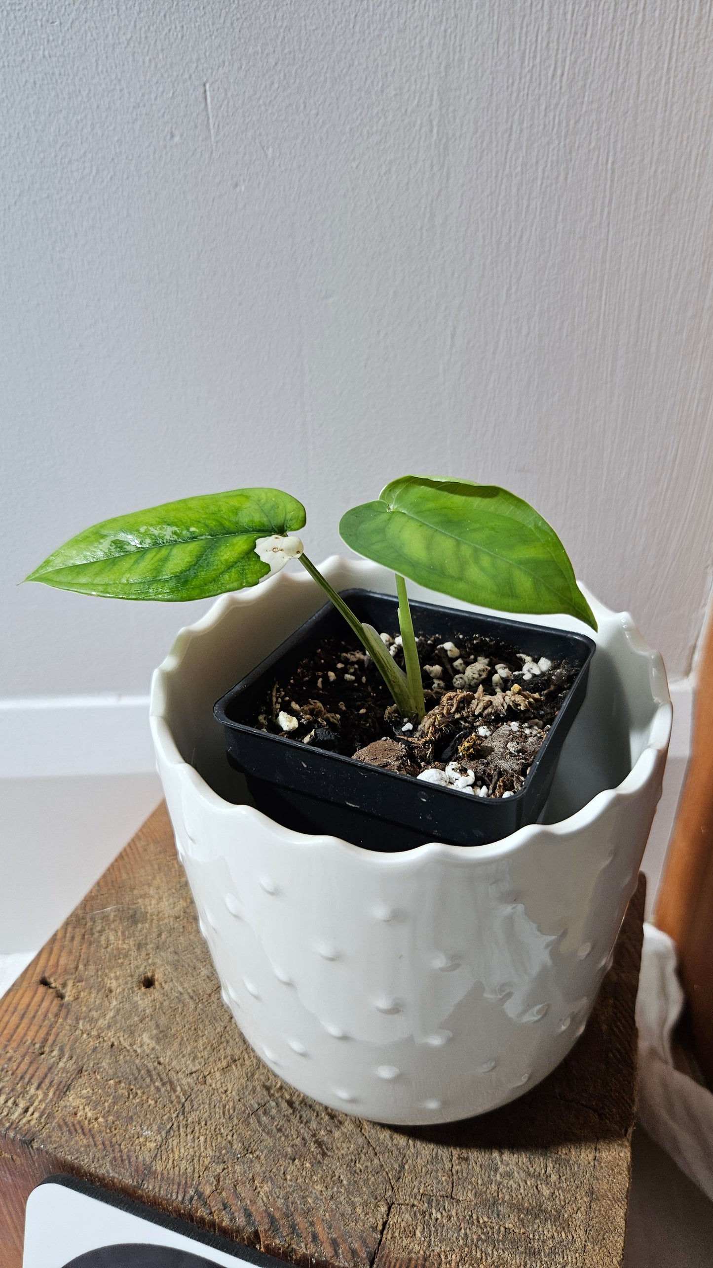 Syngonium Chiapense Albo (SYN-458)