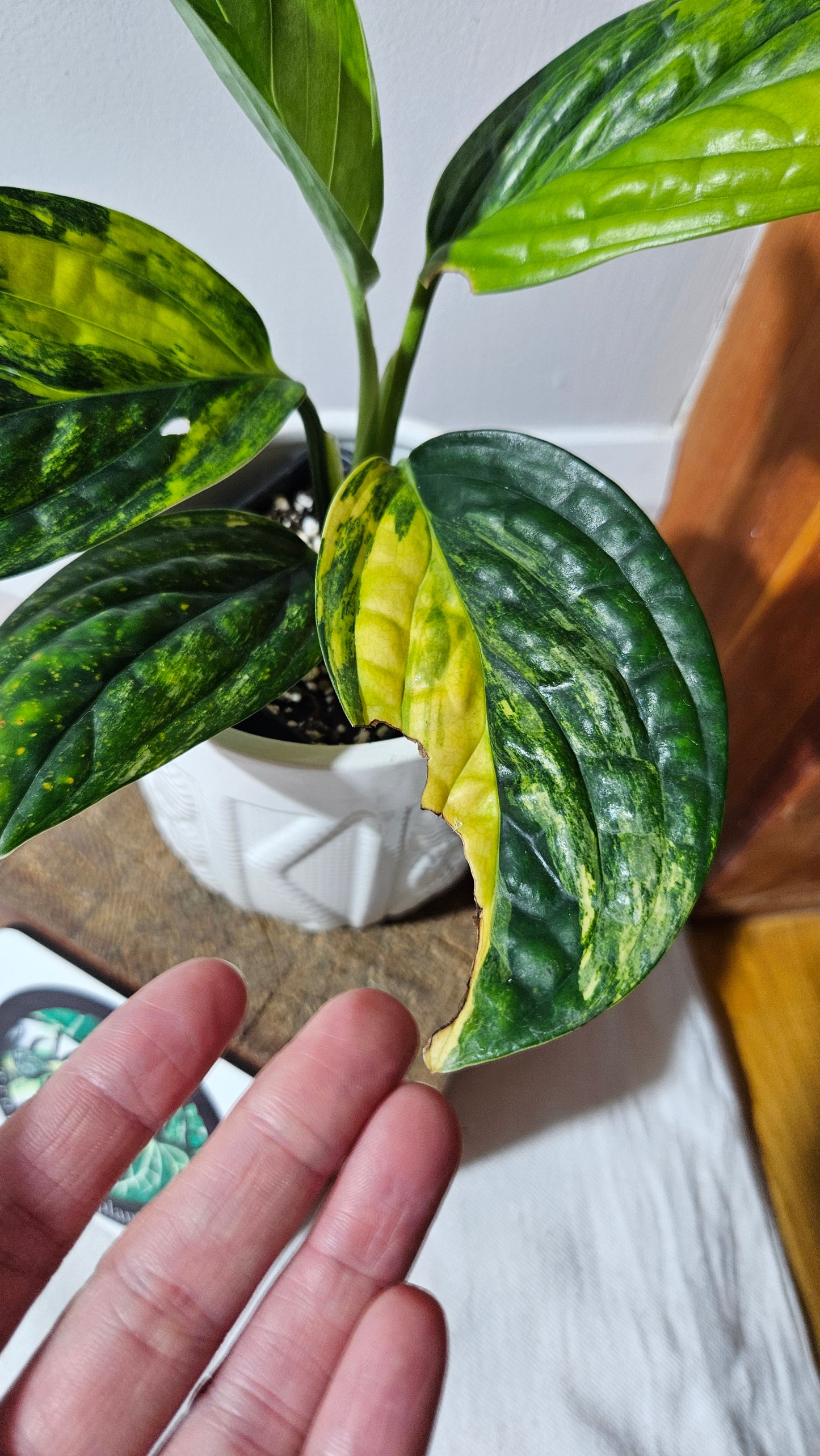 Monstera Karstenianum/Peru Variegata (MON-464)