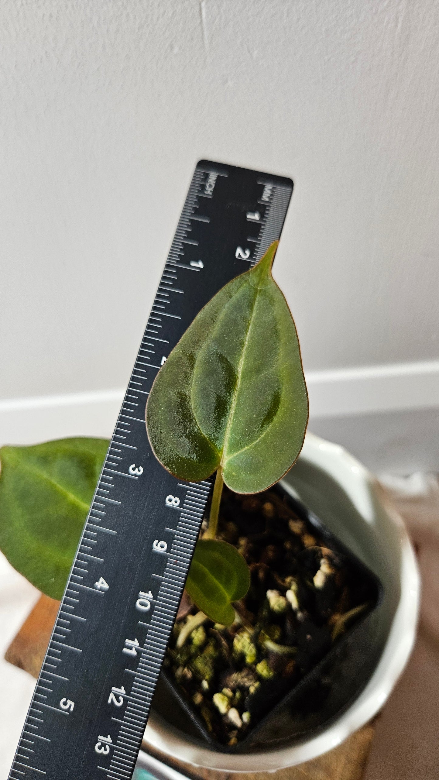 Anthurium Blue Papillilaminum x Papillilaminum Xone "format PETIT" (ANT-519)
