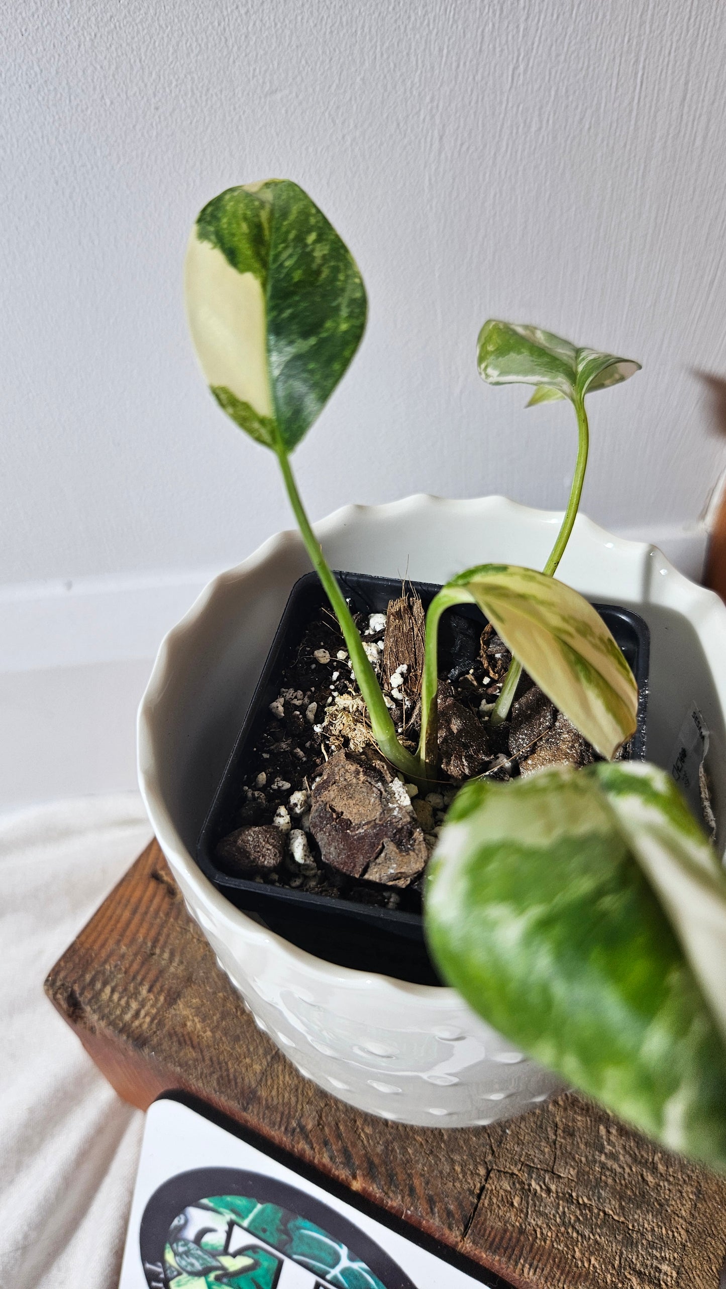 Monstera Lechleriana Albo (MON-399)