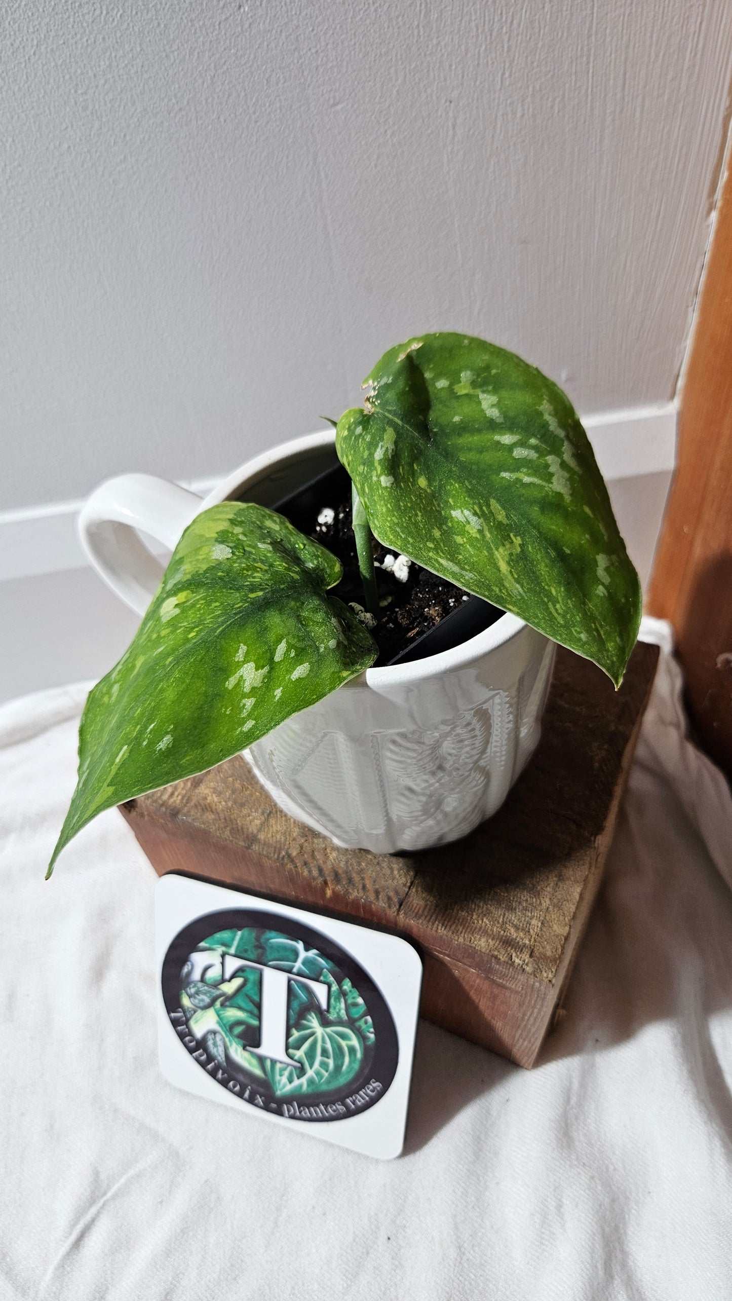 Scindapsus Baticon "Grade A" (SCI-1166)