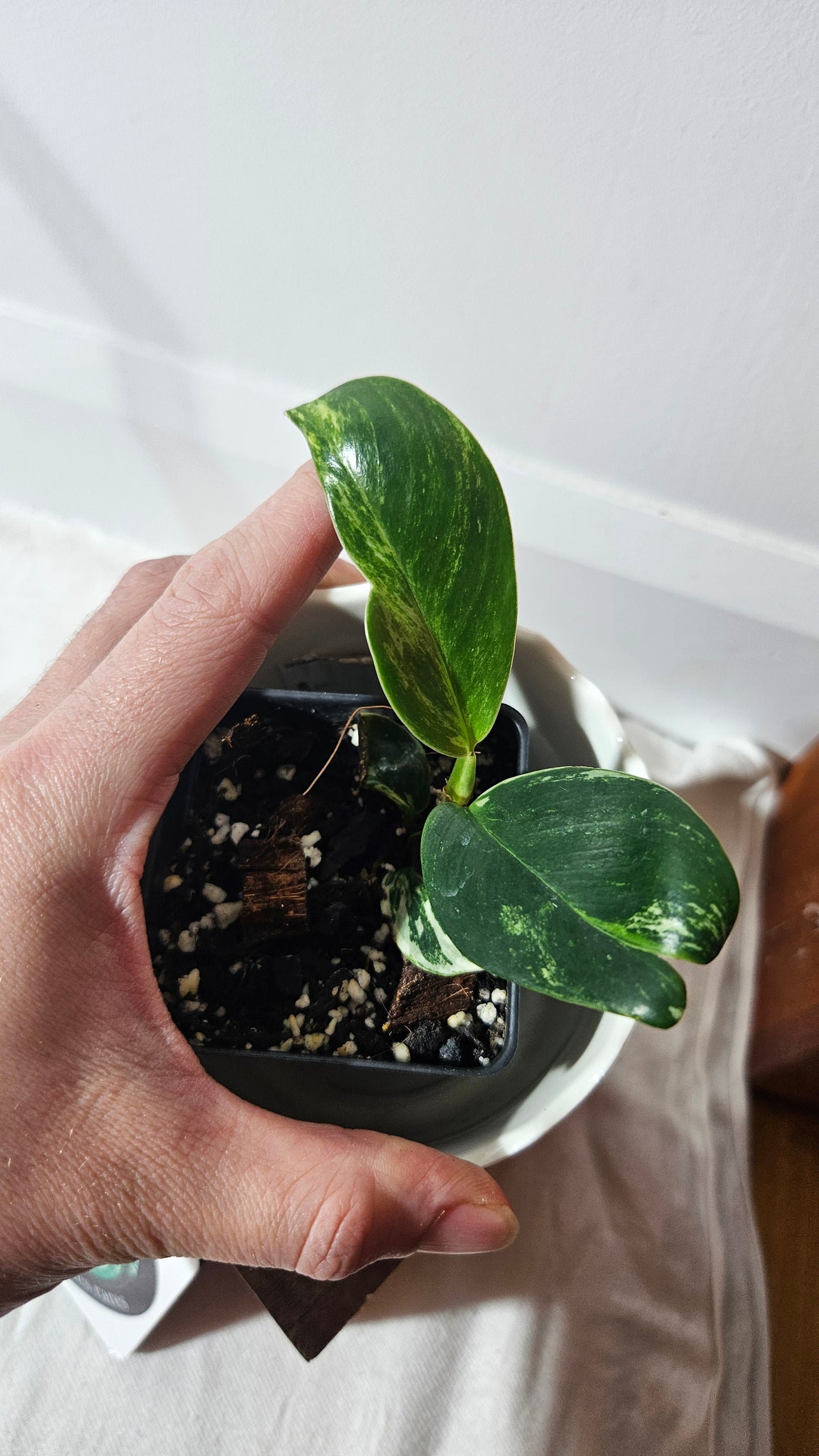 Rhaphidophora Elliptifolia Variegata (AUT-069)