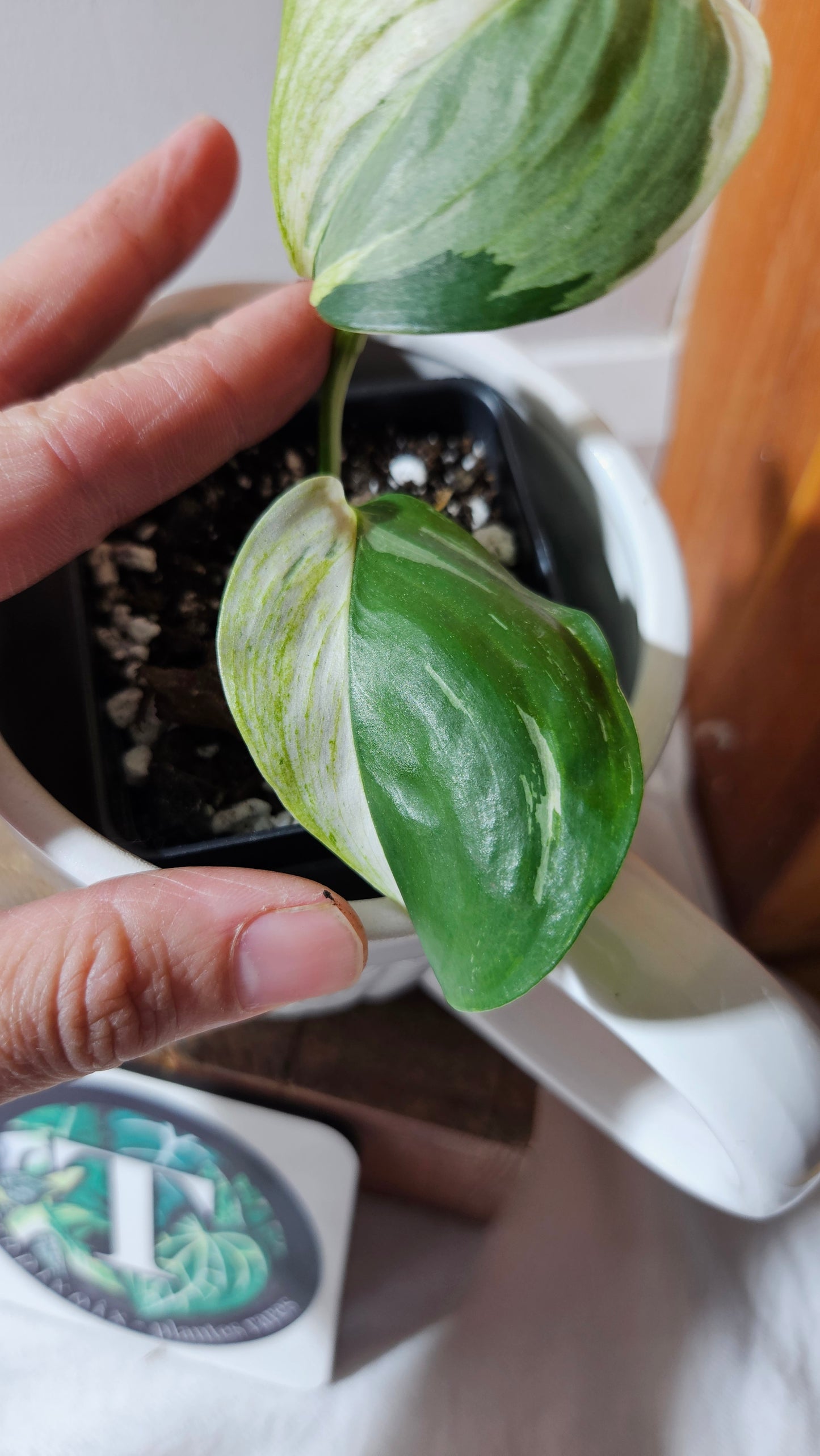 Scindapsus Blue Albo Tricolore (SCI-1101)