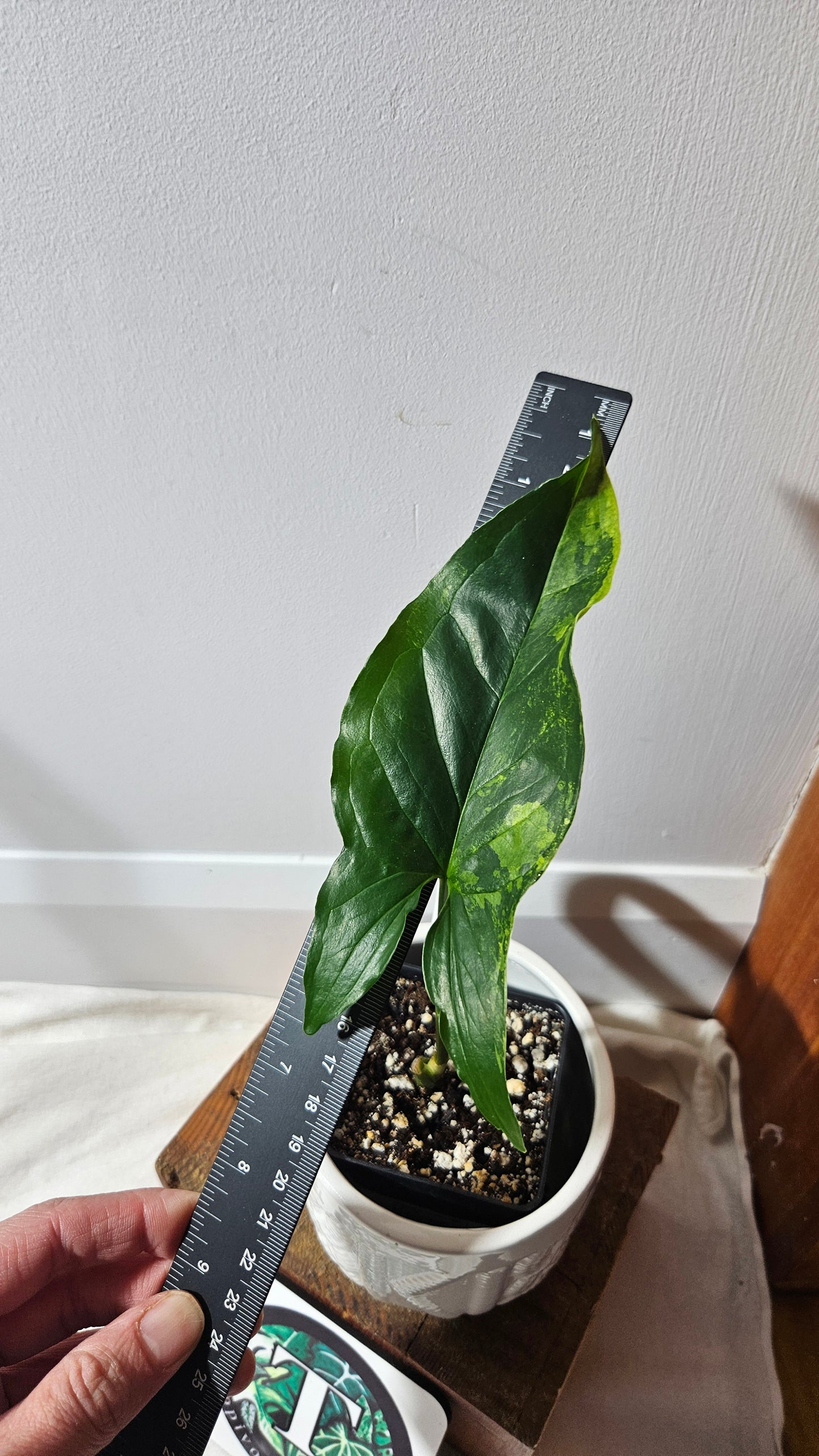 Syngonium Faustina Mint (SYN-378)