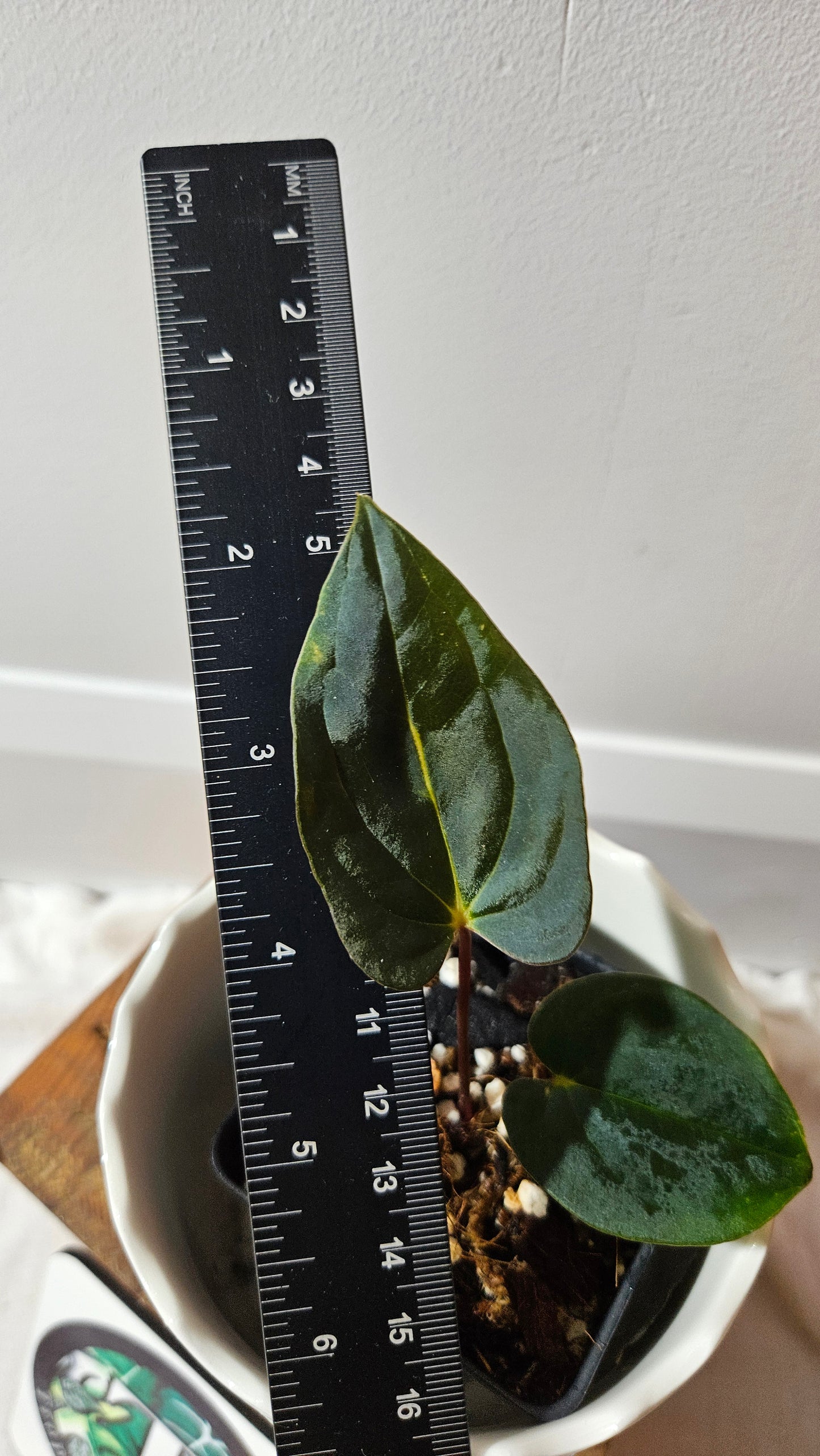 Anthurium Papillilaminum (d'équateur) "format PETIT" (ANT-505)