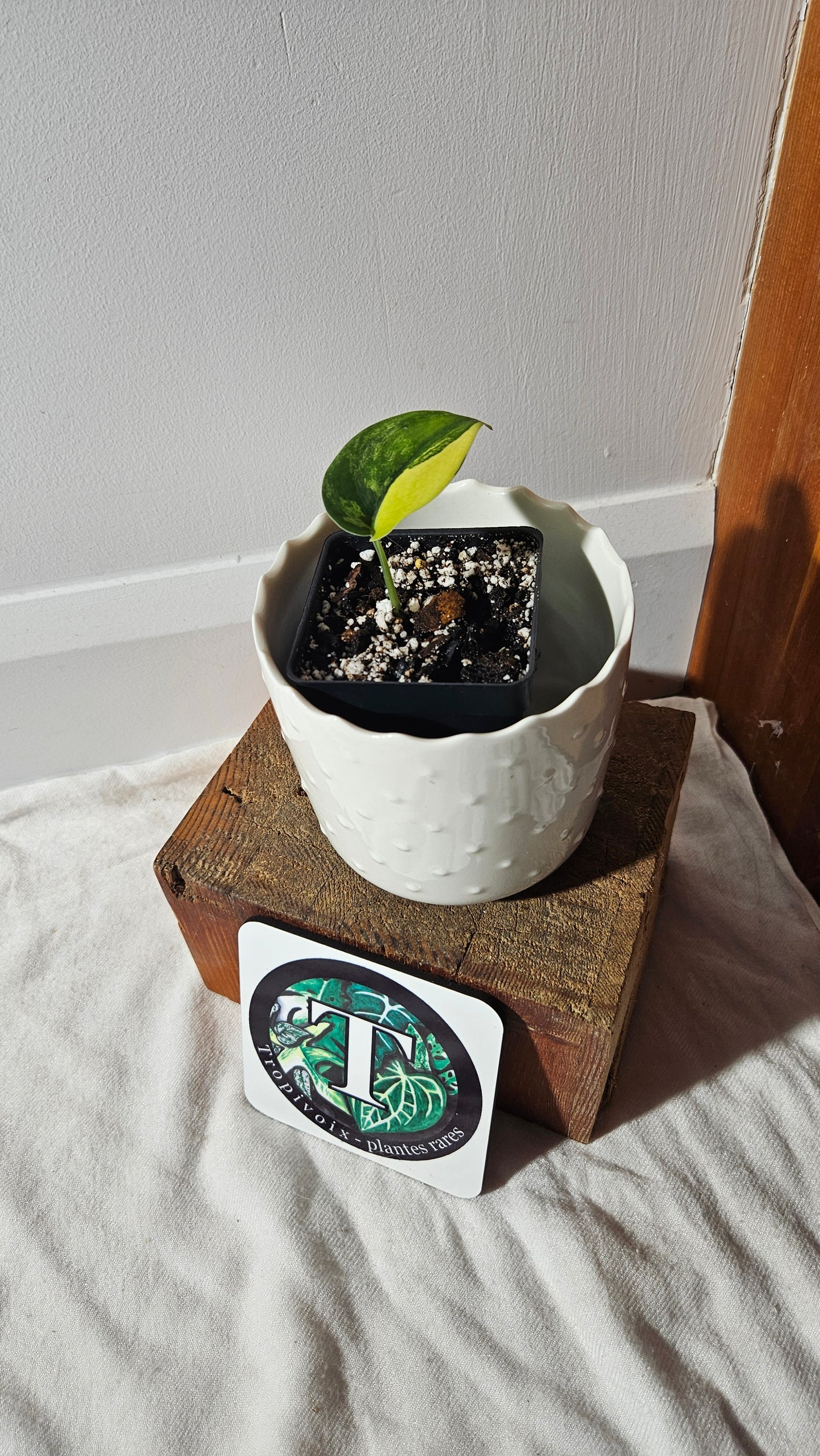 Scindapsus Jade Satin Albo (SCI-919)