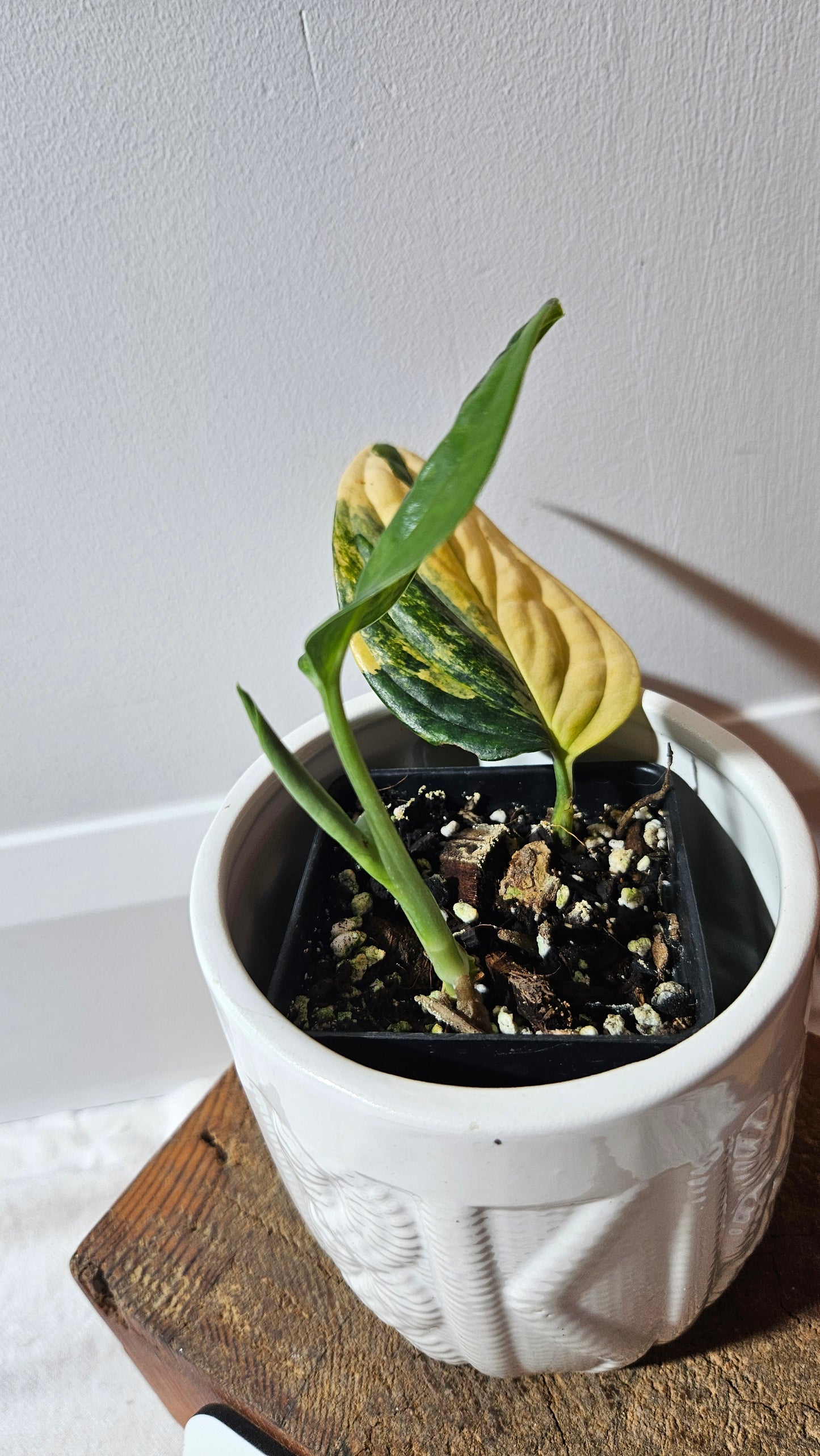 Monstera Karstenianum/Peru Variegata (MON-466)