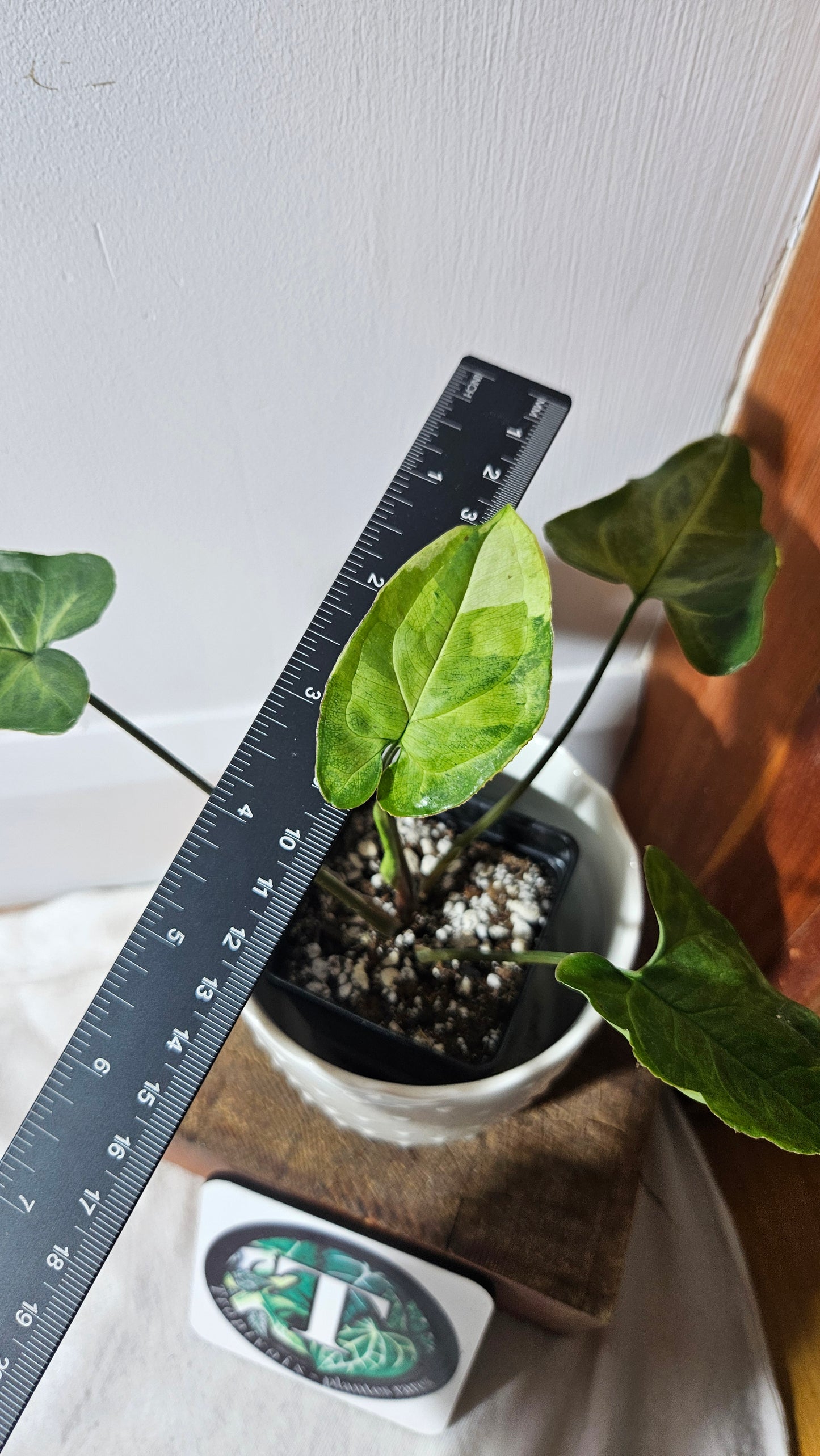 Syngonium Three kings (SYN-417)