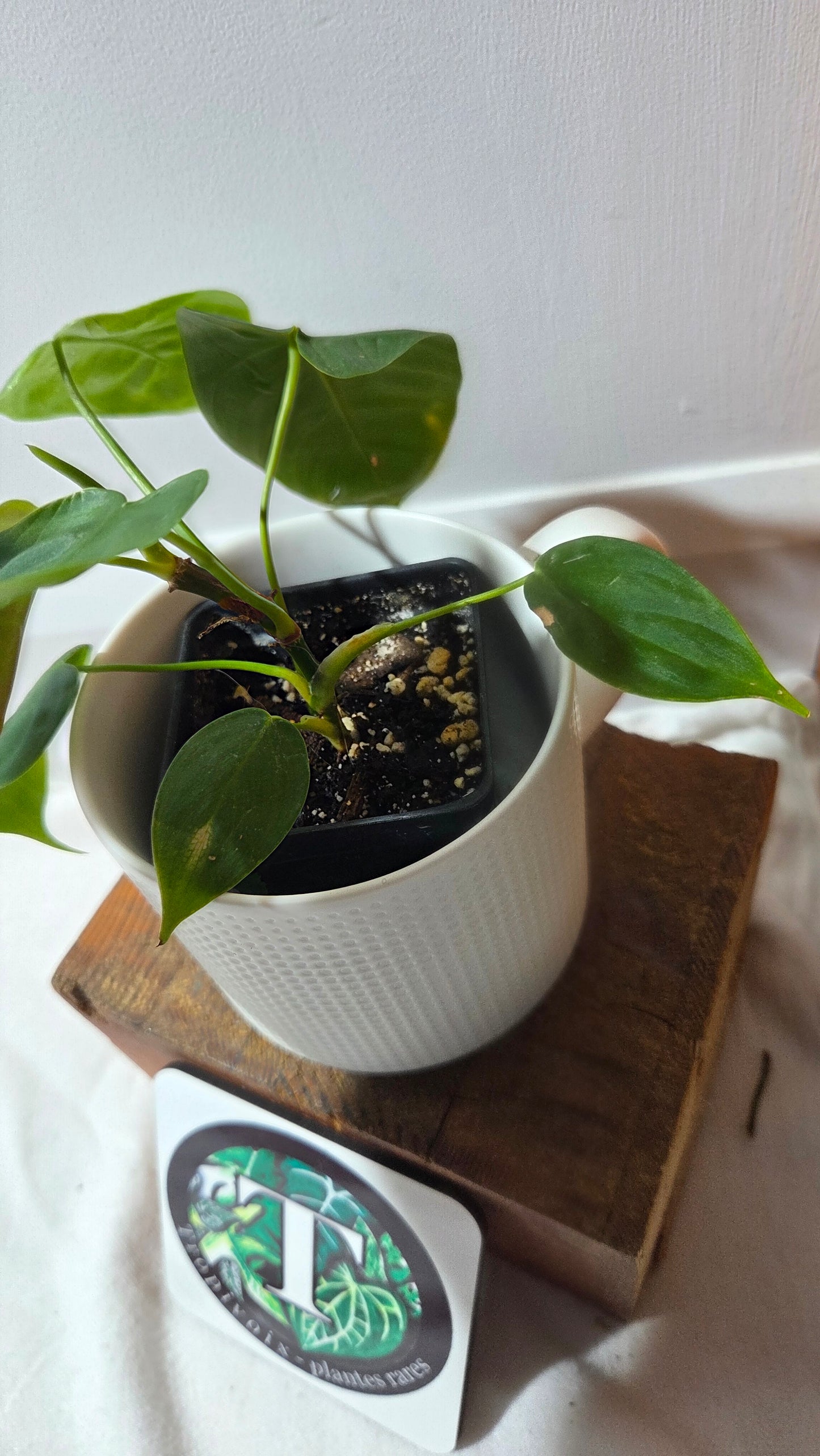 Philodendron Sharoniae (PHI-983)