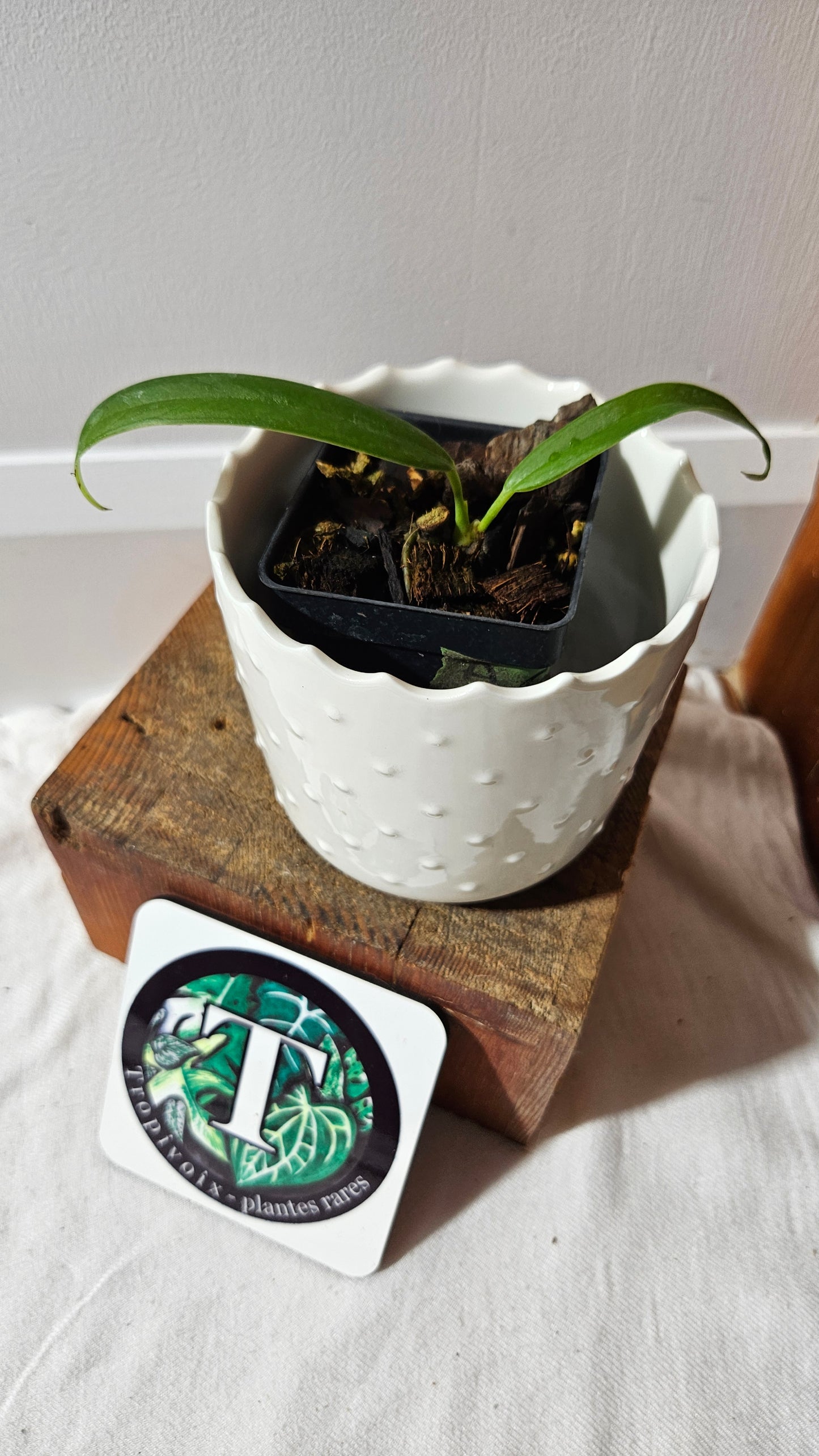 Anthurium Ceronii Aff "format PETIT"(ANT-538)