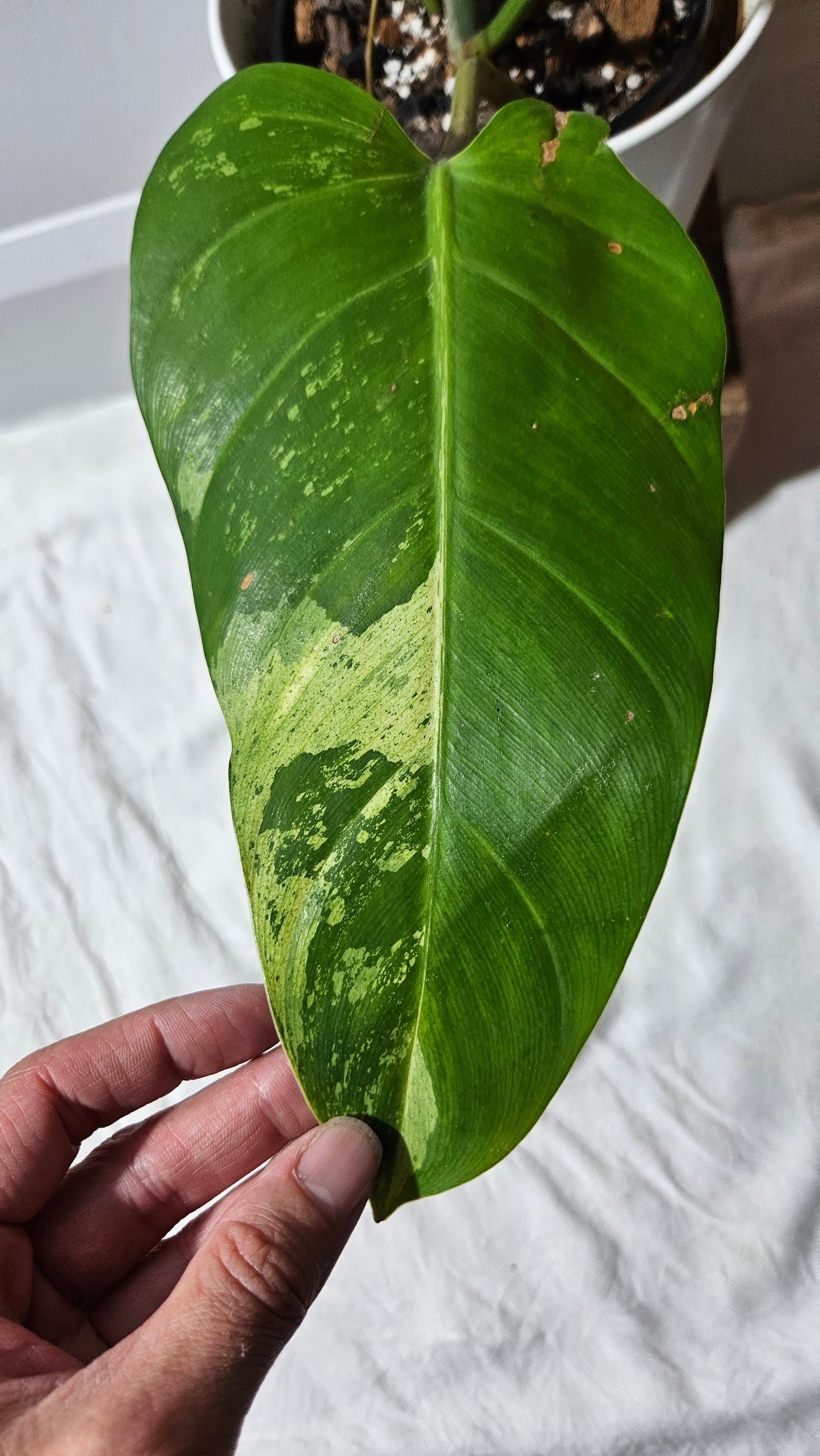 Philodendron whipple Way Variegata (PHI-896)