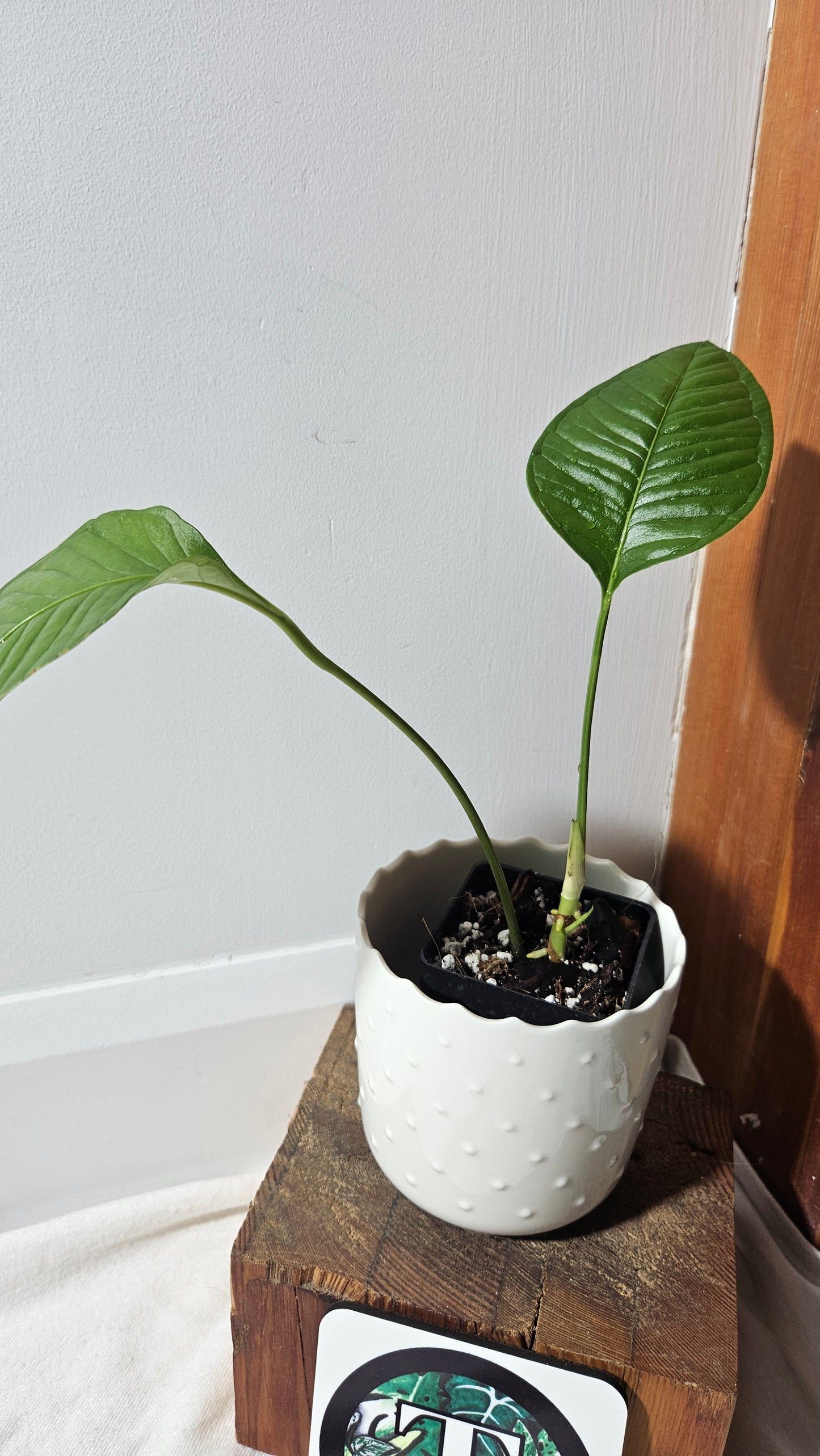 Anthurium Umbricola "format MOYEN" (ANT-323)